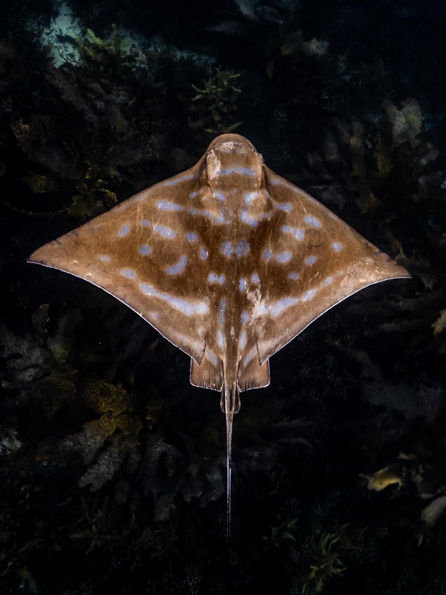 One of the South Coast gems. ✨
South Coast NSW, is such an incredible and underrated region for marine life.
We have an amazingly diverse range of marine life from Eagle Rays, to Grey Nurse Sharks, Humpback Whales, Turtles, Seals, and Cuttlefish. All through the year there is something cool to see. ✨