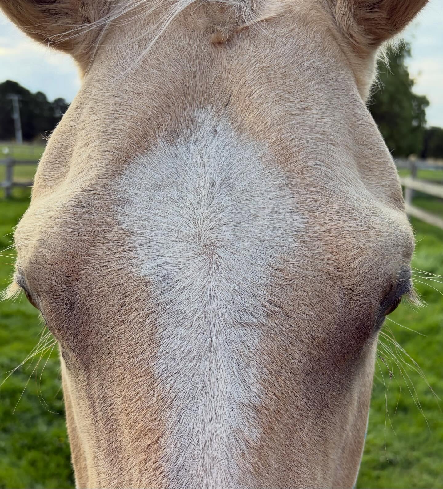 Apart from the deliciously long eye lashes, forehead Friday is a very complex study, enjoy.
#foreheadfriday #forehead #equinebodywork #energyhealing #cranialsacraltherapy