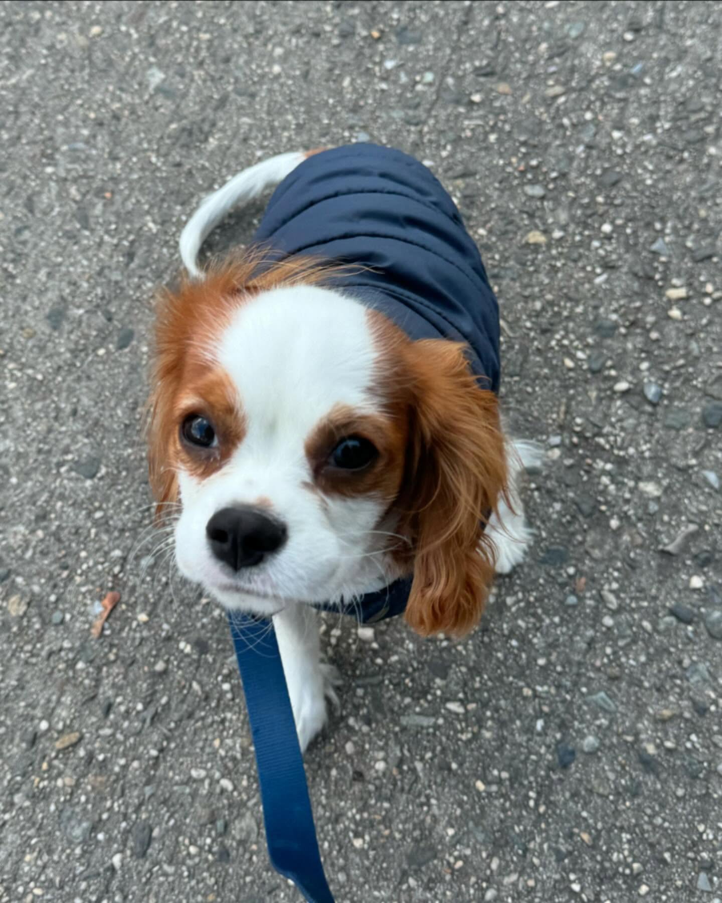 Little Logan had a great walk! πΎ