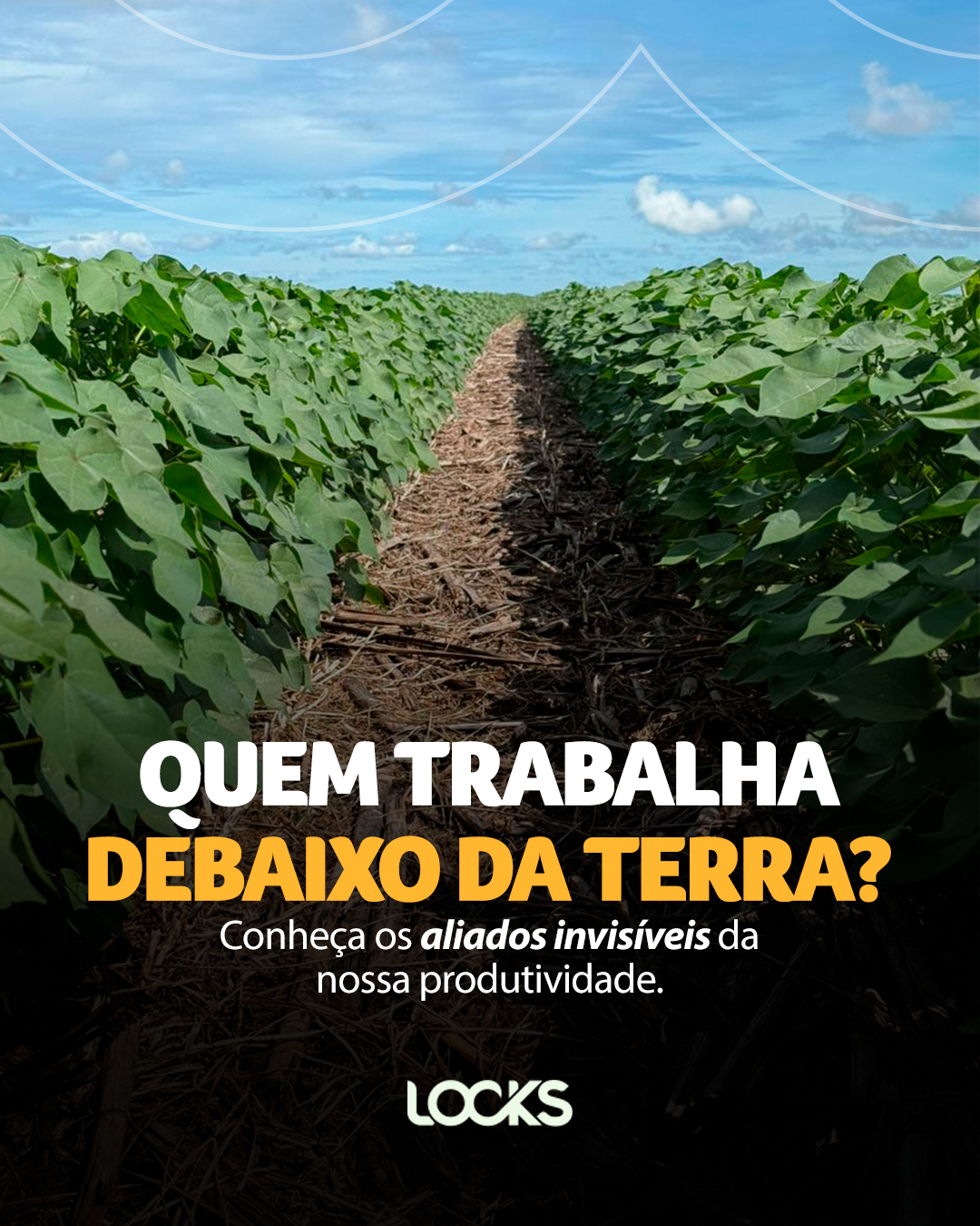 Muito além do que os olhos veem, existe um universo trabalhando debaixo da terra. 🦠🌱
Na LOCKS, nossa tecnologia começa no respeito a esses pequenos aliados invisíveis. Um solo com vida ativa é mais fértil, resiliente e produtivo.
Agricultura regenerativa: o sistema perfeito já existe, nosso papel é protegê-lo. 🌎✨
#solovivo #biodiversidade #agriculturaregenerativa #locks #agroconsciente