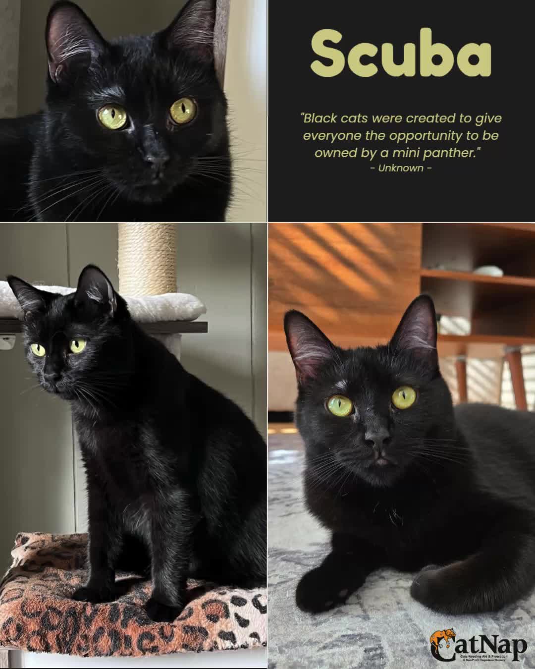 Scuba has been #ADOPTED from Bosley's University Village, Nanaimo