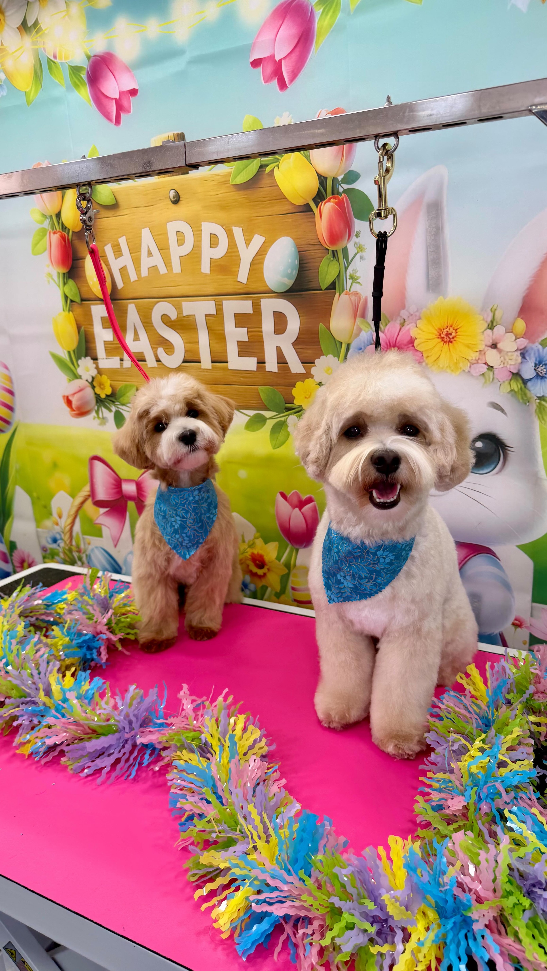 That’s the way they like it ✨
Romeo & Enzo, fresh and feelin’ themselves 💗🥰
#doggrooming #freshgroom #dogoftheday #mobiledoggrooming #dogsoftiktok