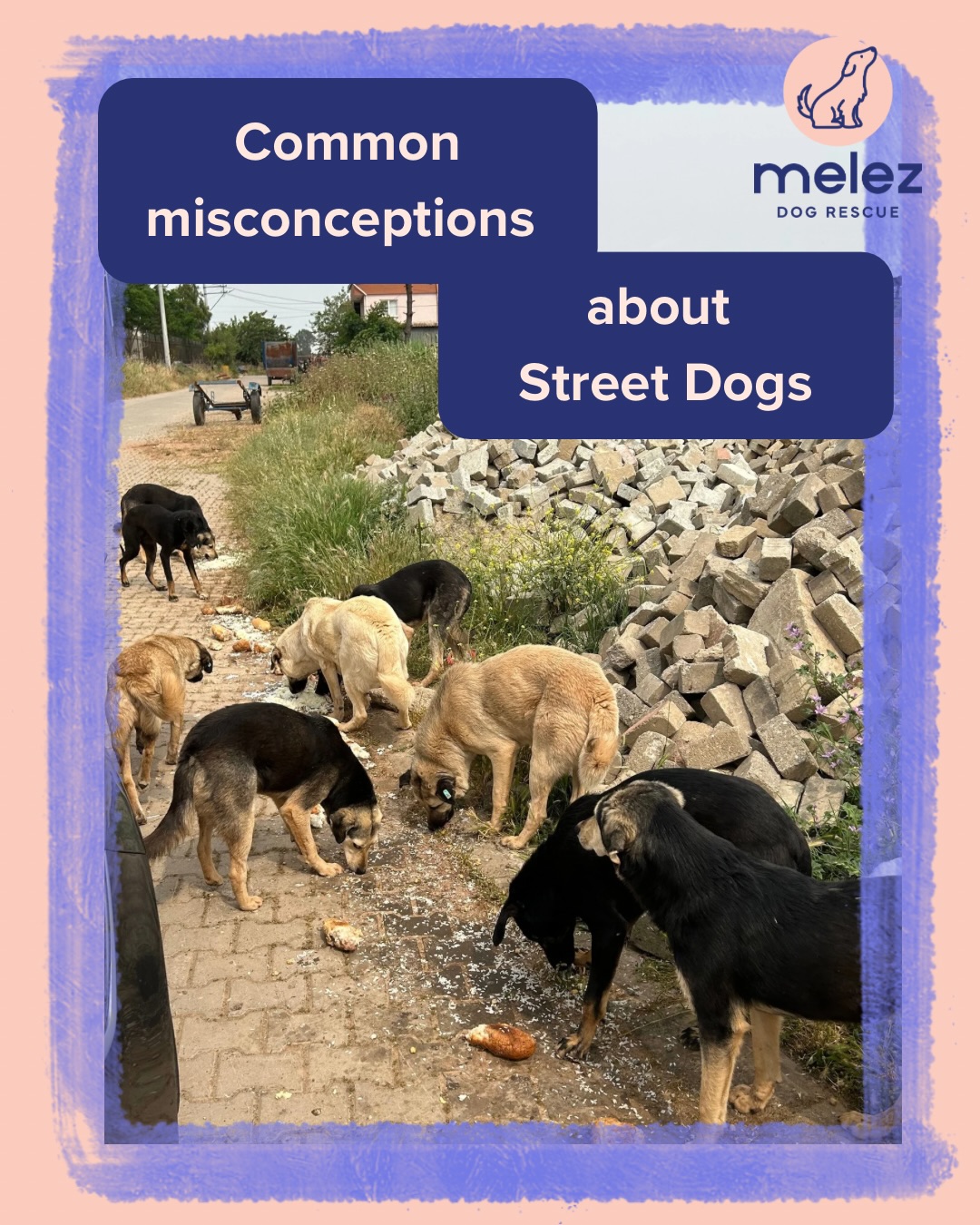Not all stray dogs are dangerous.
Not all are aggressive.
Not all are “wild.”
Many are simply the result of abandonment, fear, and survival on the streets.
Their behavior is shaped by stress, past experiences, and how humans have treated them.
Real change doesn’t come from fear, it comes from responsibility: through sterilisation, vaccination, care, and education.
Let’s replace misconceptions with understanding.
#melezdogrescue #straydogs #edúcate #prevention