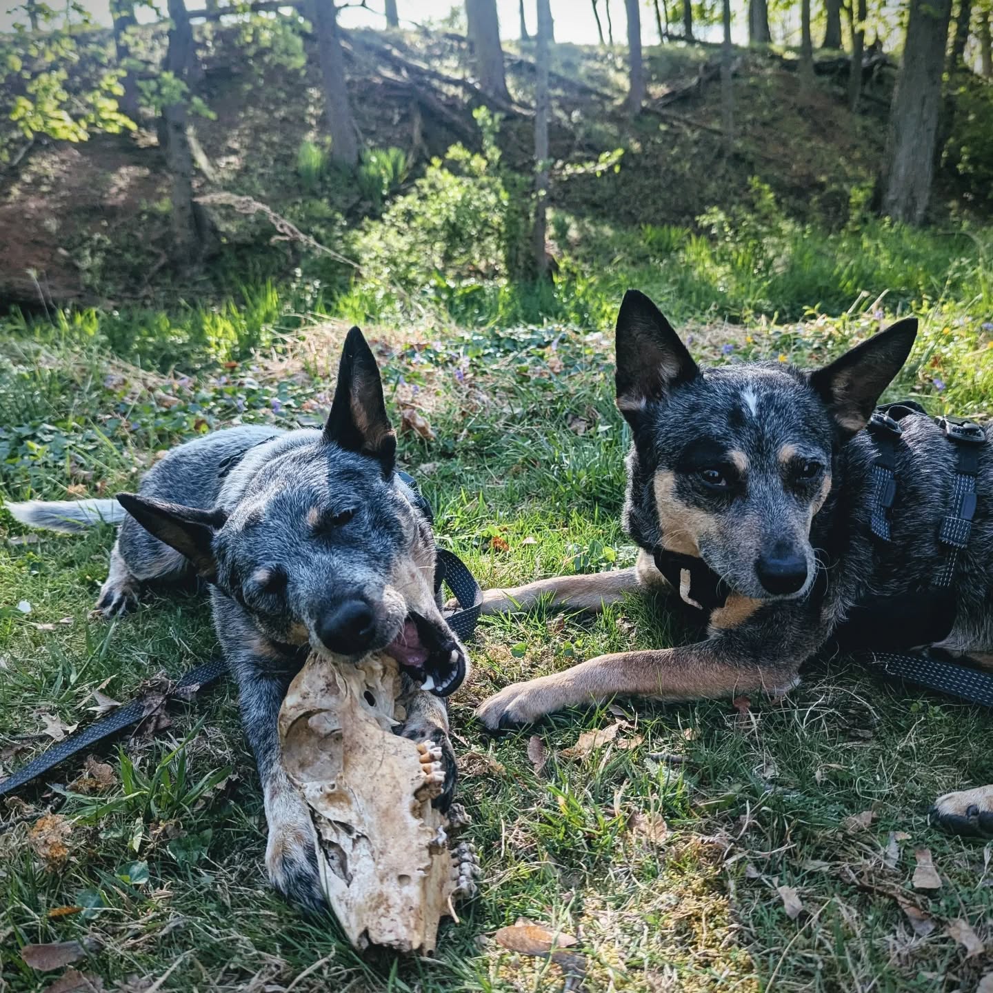 Springtime Scavengers.
#foraging #deerskull #bonejewelry #feral #blueheelers