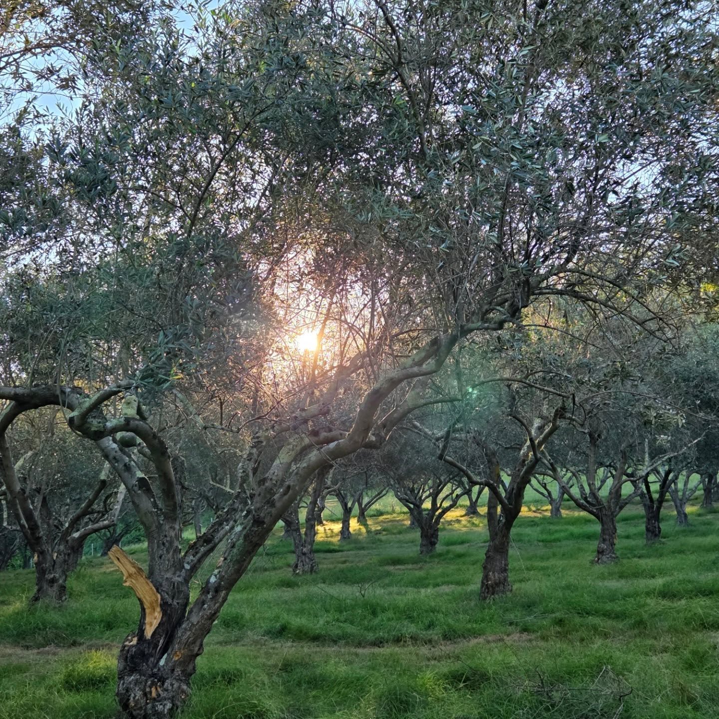 To be amongst the olive trees with my children on such a glorious afternoon, these are the moments we'll remember forever❤️
2026 harvest is complete, so we collected a few baskets of olives that were too stubborn to let go, to make our own jars of olives for the next year 🫒
.
.
.
#farmtotable #olivefarm #oliveharvest #olivetree #landscapelover