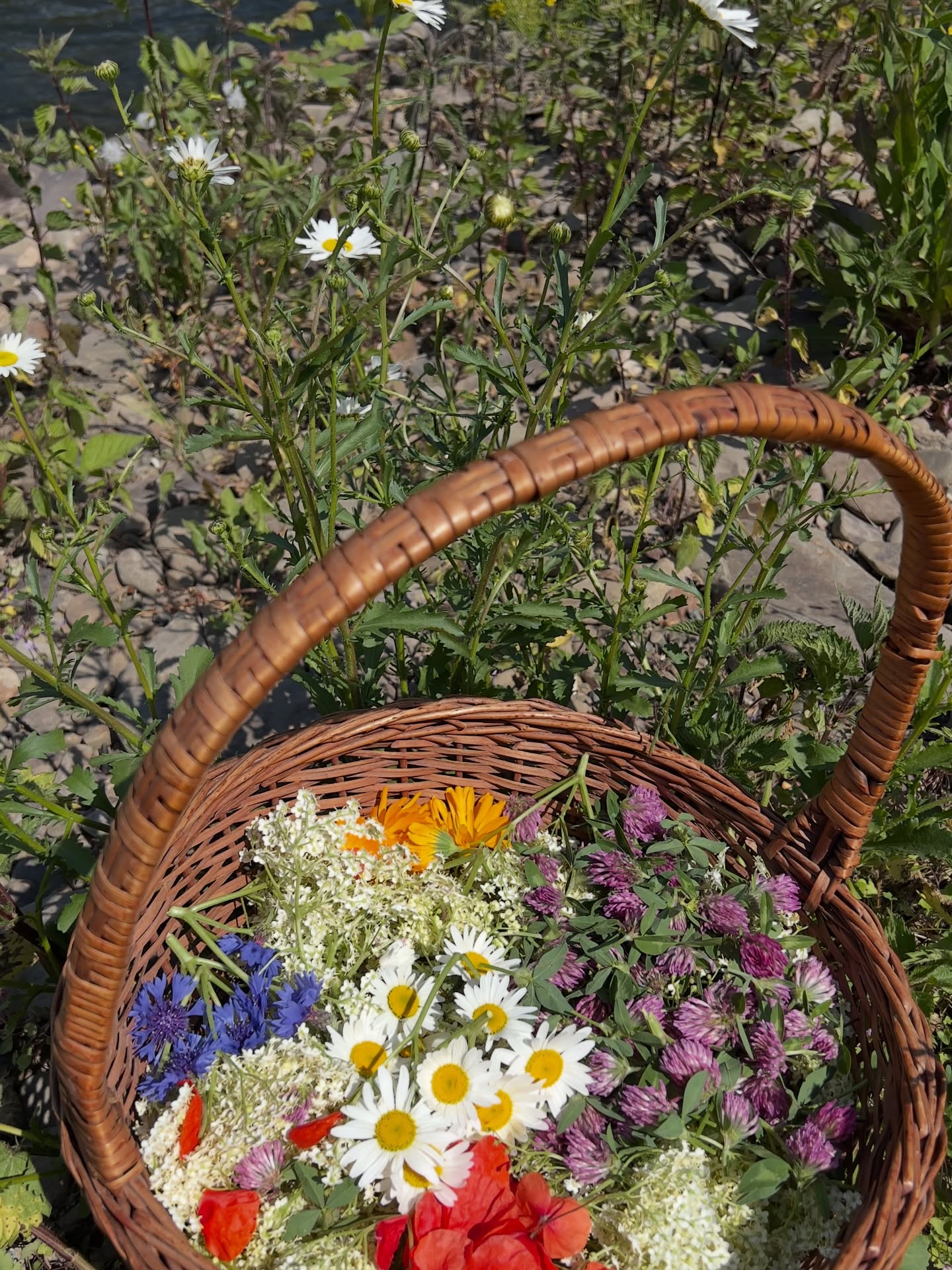 Das ist Hagen – aber nicht so, wie du es kennst.
Direkt an der Lenne gibt es einen Ort, den die meisten übersehen.
Ein Stück Natur, das sich komplett frei entfalten durfte.
Ein Natura-2000-Gebiet, mitten in unserer Stadt.
Und genau hier starten unsere Kräuterwanderungen in Hagen.
Zwischen Wasser, Wiesen und wilden Ufern wachsen Pflanzen, die du jeden Tag siehst – aber kaum jemand wirklich kennt:
Spitzwegerich.
Löwenzahn.
Brennnessel.
Giersch.
Bärlauch.
Gundermann.
Keine Theorie.
Du lernst direkt vor Ort:
→ erkennen
→ verstehen
→ anwenden
Und plötzlich wird aus einem Spaziergang an der Lenne
eine Verbindung zur Natur, die du vorher nicht hattest.
Wenn du wissen willst, was wirklich vor deiner Haustür wächst,
dann komm mit.
Kräuterwanderung Hagen – an der Lenne.
Schreib mir „LENNE“ per DM oder schau auf freigefuehl.de für Termine.
#KräuterwanderungHagen #HagenNRW #LenneHagen #NaturHagen #Natura2000