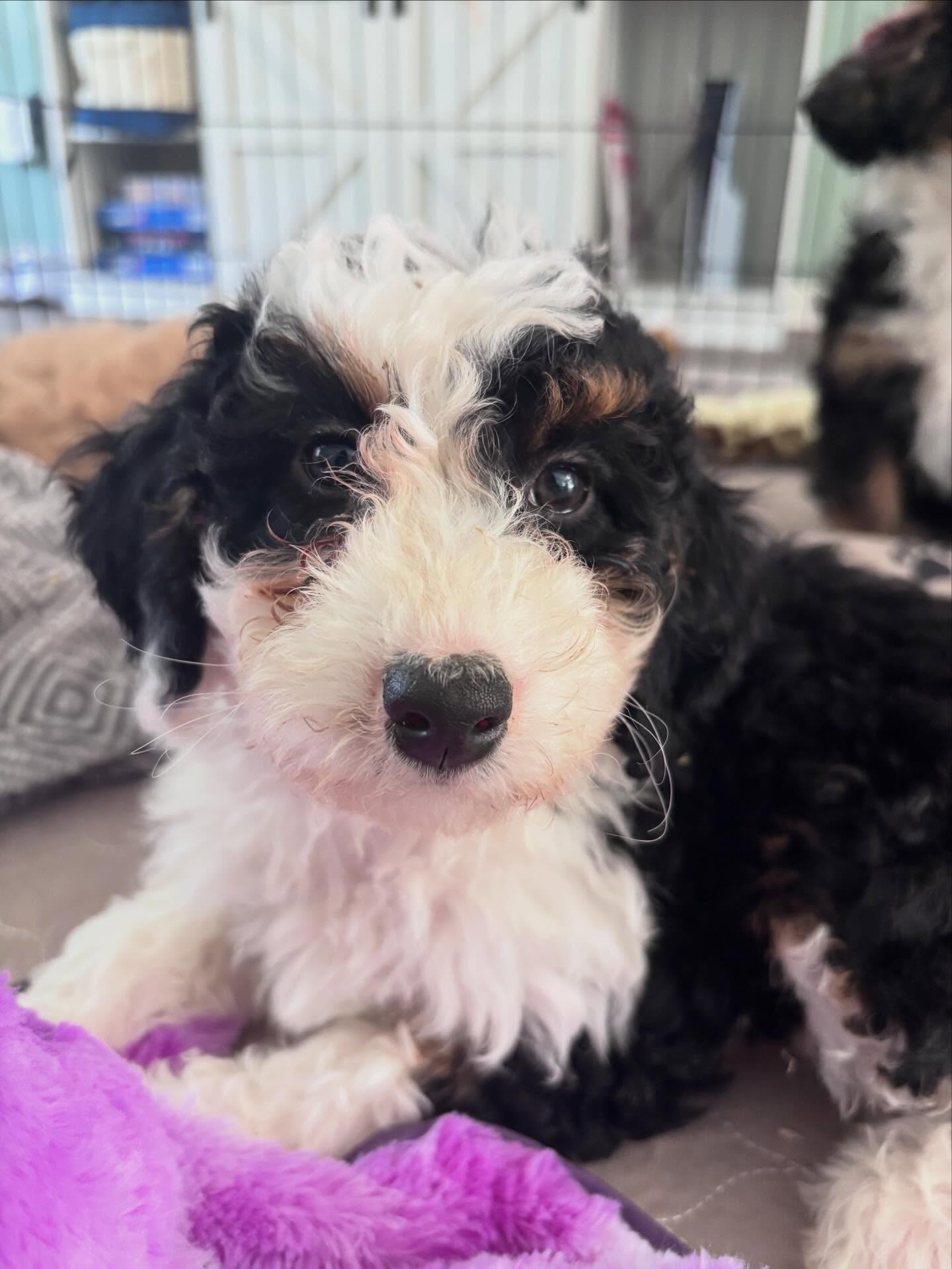 It’s almost time for this sweet girl to go home 🥰. #minibernedoodle #puppies #florida