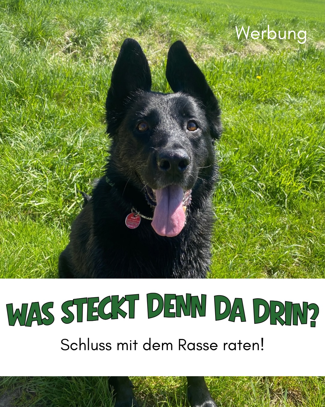 Ich bin ja immer neugierig, welche Rassen so in unseren Hunden stecken nicht zuletzt auch, weil man da auch viel auf Verhaltensweisen Rückschlüsse ziehen kann und sich auch so manche Erkrankung erklärt. 💡
Um Licht ins Dunkel zu bringen, nutze ich die Rassetests von Vetevo. Die haben auch jede Menge Allergietests und Tests für die Darmflora im Sortiment.
Wer also mehr über seinen Hund erfahren möchte, ist bei Vetevo an der richtigen Stelle. Mit dem Code „INKA“ spart ihr jetzt 15 %.
https://vetevo.de/inka
Habt ihr bei eurem Hund schon einen Rassetest machen lassen?
#hunderasse #vetevo #rassetesthund