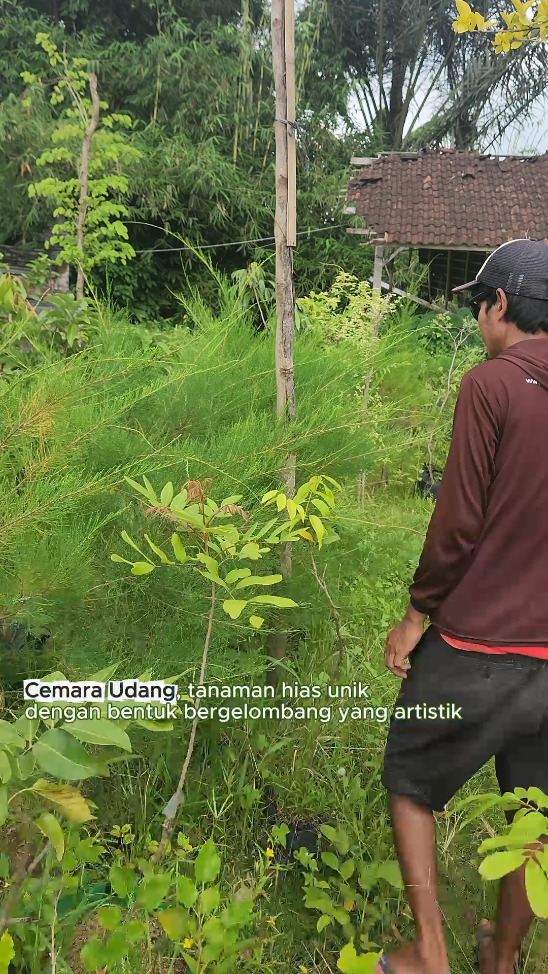 ✔ Mudah dibentuk (topiary friendly)
✔ Tahan panas & cocok untuk iklim tropis
✔ Memberikan kesan taman lebih rapi & elegan
Bisa untuk taman rumah, villa, hingga landscape project.
Ready stock & bisa request penanaman langsung.
Hubungi kami untuk info size & harga 📩
#cemaraudang #tanamantaman #tanamanhiasbali #tamanminimalis #landscapebali #tanamanbali #jualtanaman #tamanvilla #desaintaman #tropicalgarden #baligarden #indonesiagarden #tanamanhiasmurah #tanamanunik #indotropicalplant