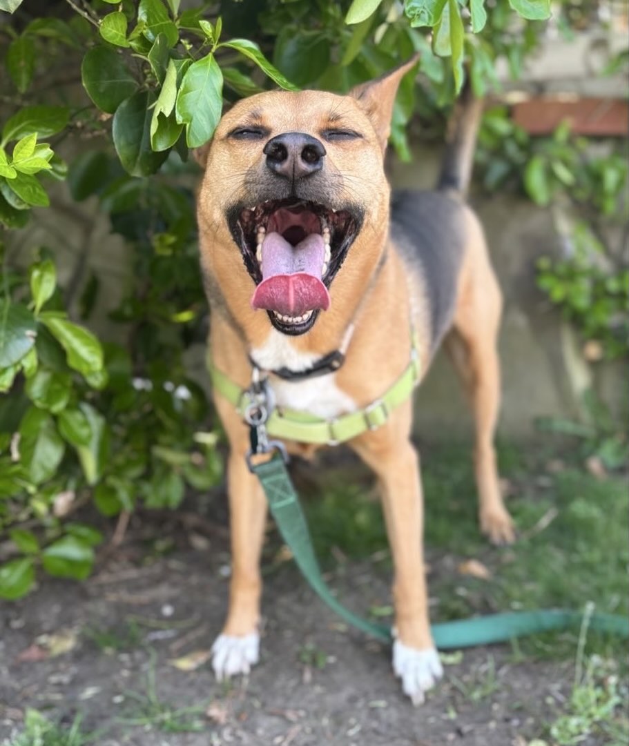 Not only does #tongueouttuesday always put a smile on Ottoโs face, but itโs also FINALLY beginning to feel like Spring! ๐ผโ๏ธ๐พ