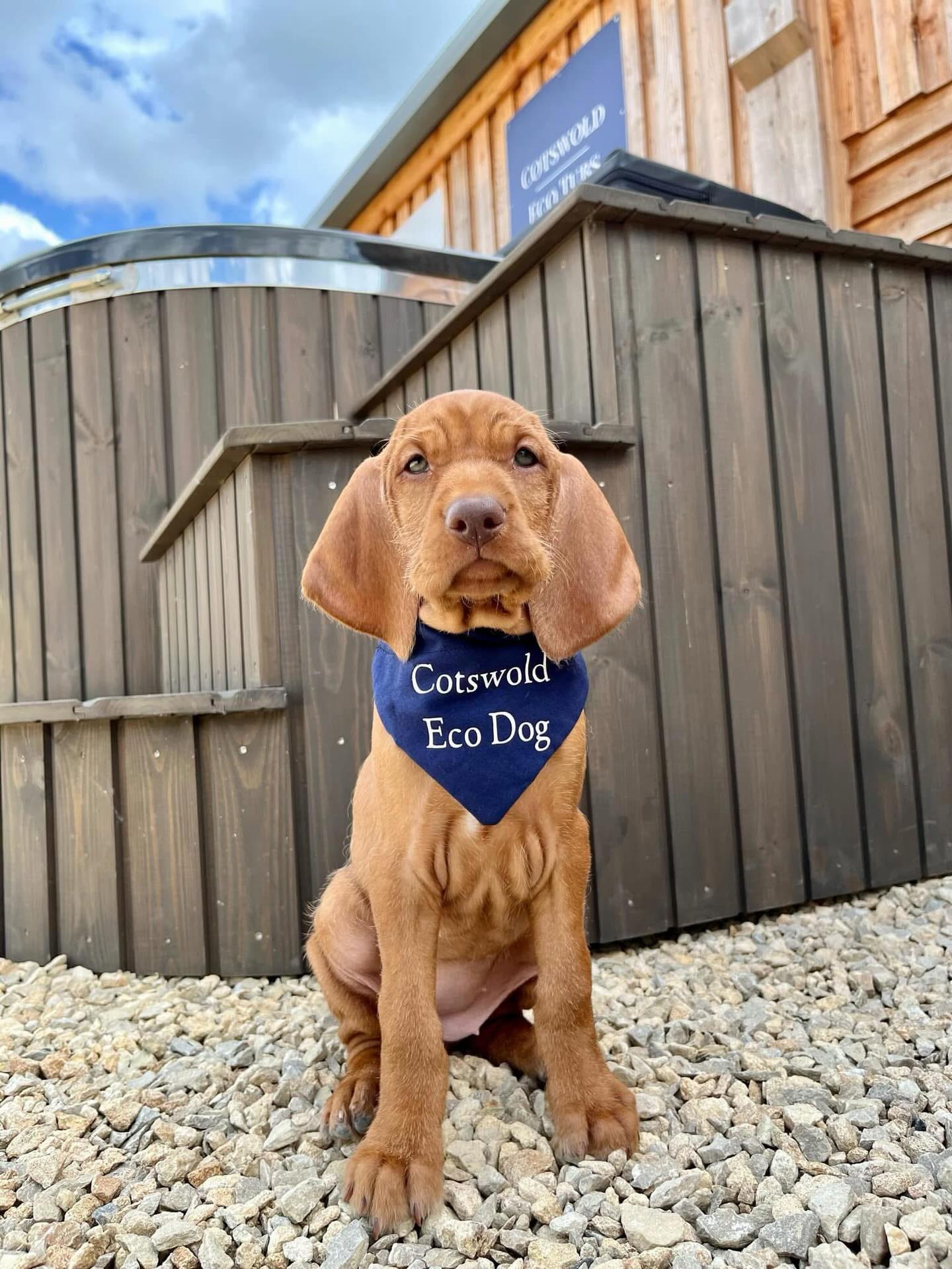Throw back Tuesday of our little mascot 🥹 Cotswold Eco Dog 🔥