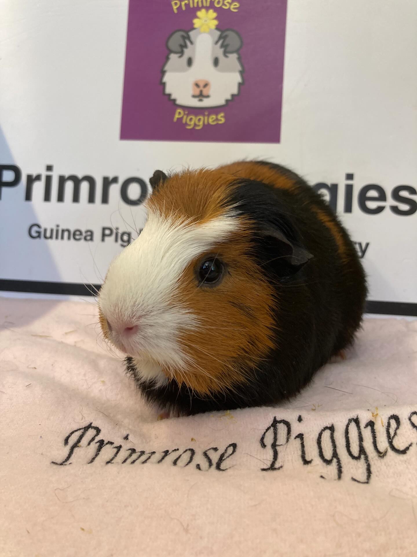 This is Lola🩷 Her owners are moving countries and needed a safe place for her to go. Lola’s buddy also passed away this week so it’s all happening at once for her💔. She has clearly been much loved and well taken care of. We will continue that care and find her some new friends 🩷🩷 #guineapigs #bedfordshire #safehome #muchloved