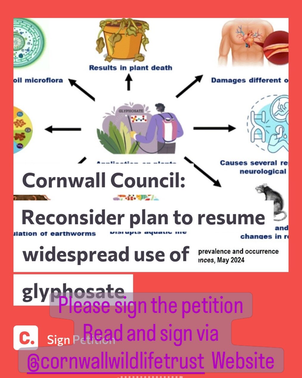 @cornwallcouncil is proposing to start glyphosate use throughout Cornwall, even if local councils are against its use. This must not happen, the data on the harm this causes to all life is catastrophic… please help by signing petitions to prevent this.
There are so many alternatives to removing weeds if it is necessary to do so, from mechanical brushes, acetic acid based sprays, hand weeding or just allowing areas to go wild. A weed is only a plant in the ‘wrong place’, according to the beholder. If we see plants as they actually are - a forage-able food, medicine, a love token, aid soil structure, a food source for wildlife, a habitat, part of an insects life cycle or even just a beautiful plant, perhaps they might be viewed differently. We need to stop using the word ‘weed’ and stop thinking certain plants are ‘bad’ - there’s no such thing as a bad plant.
The Cornwall Wildlife Trust has information on the harm it causes and a link to one of the petitions on their website.
Please join me in signing as many petitions on this as you can 💚
#banglyphosate #nosuchthingasweeds #protectwildlife #lovenature #protectourplanet