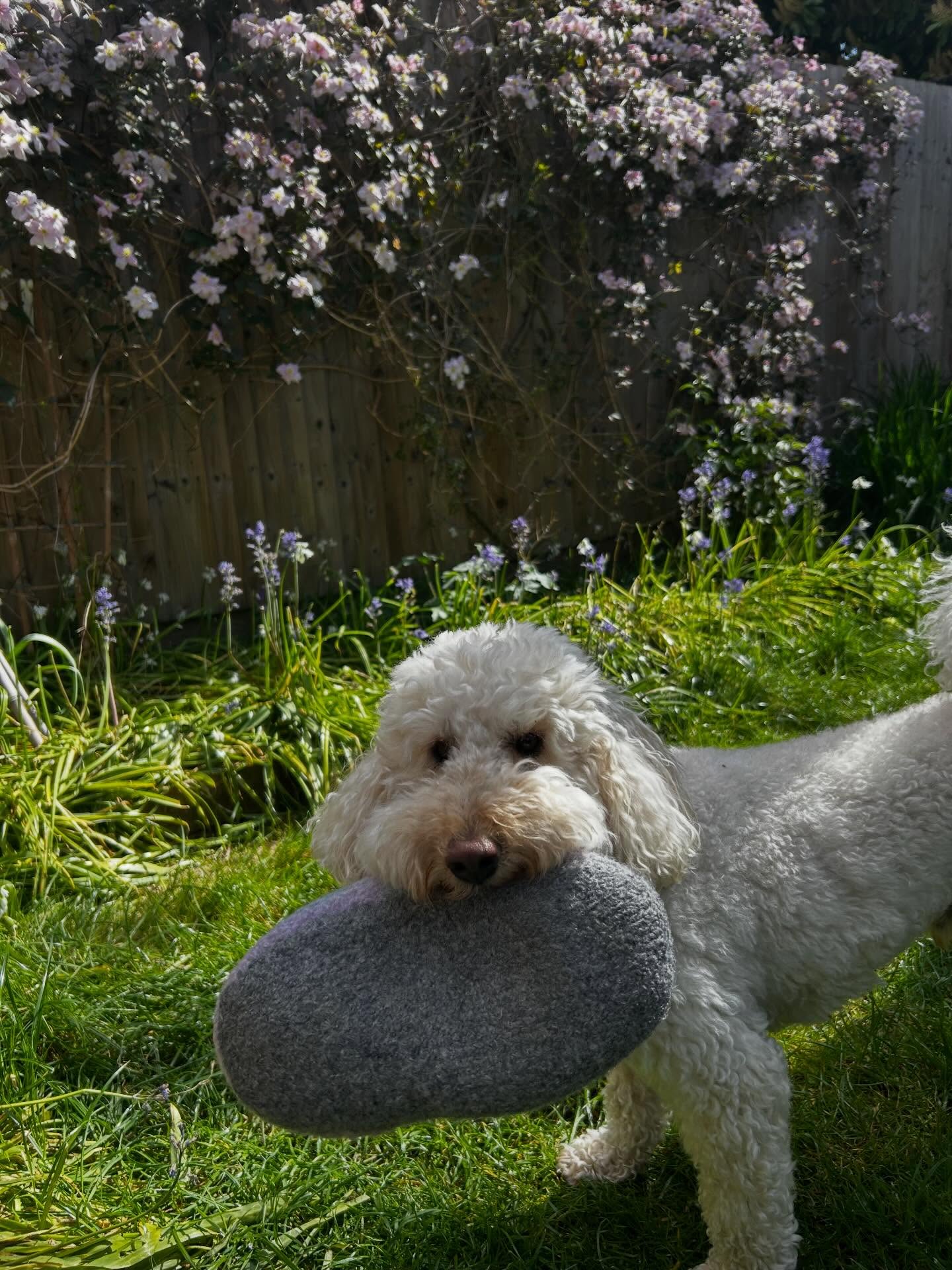 This is not how my #sailorslippers were meant to be treated #knittingwithpets #springflowers