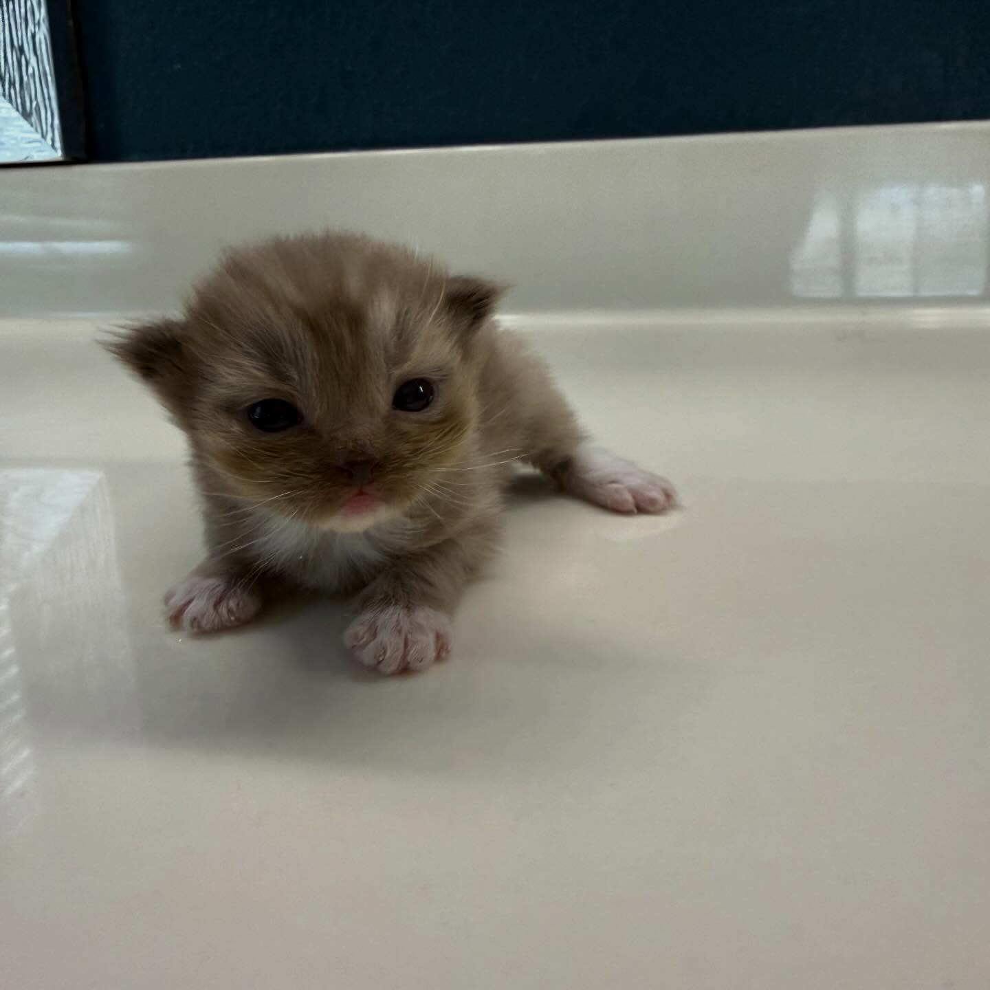 2 weeks old tomorrow! Eyes open and all! Not available but we have another litter including Brown (Seal Mink) Ragdolls that are available š»š» will post them in the next few days. Will be on stories first!