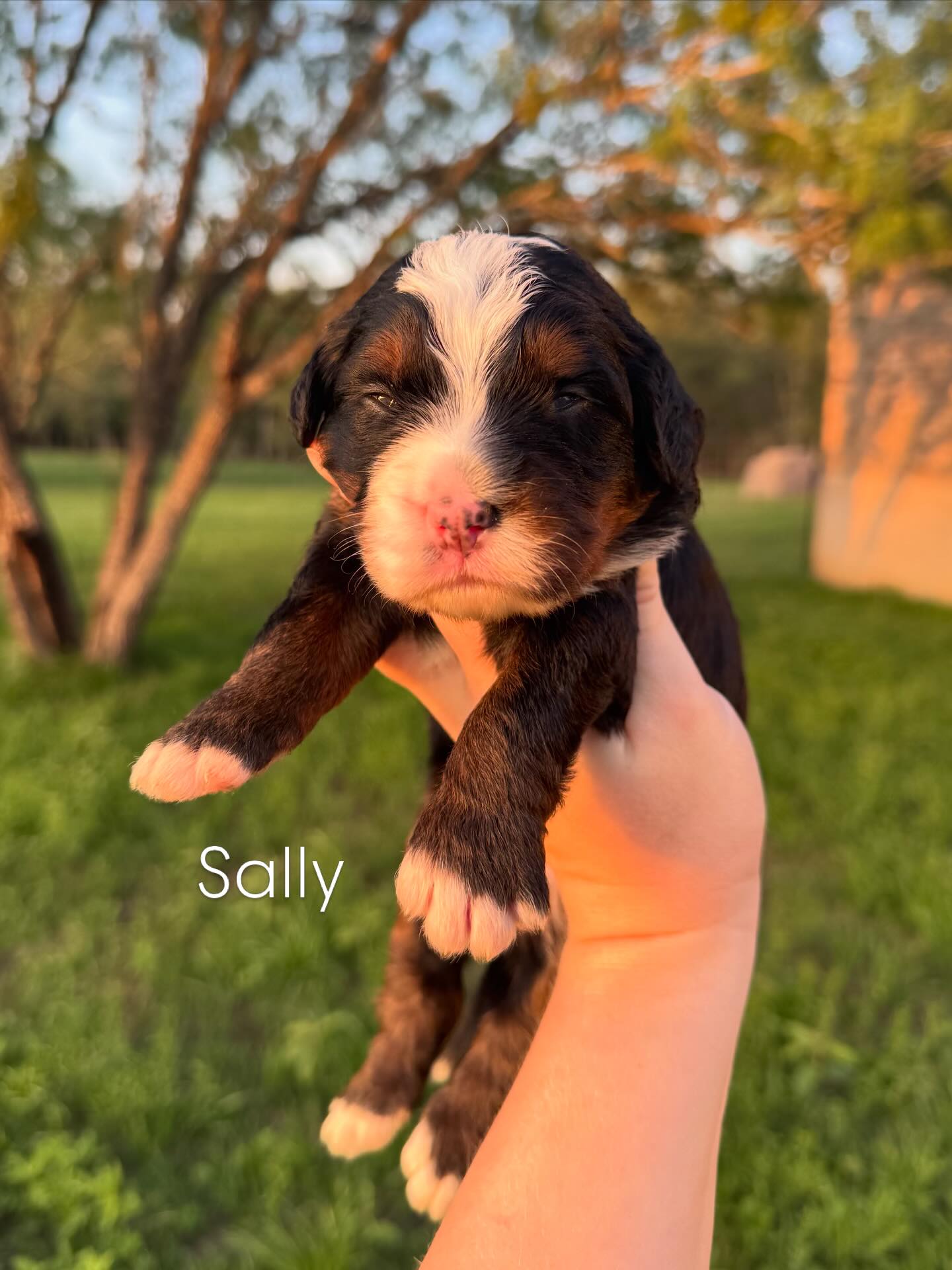 🚗 Introducing Lily’s Cars Litter! 🚗
With Cars on repeat in our house, it only felt right to name these adorable little ones after the iconic characters we hear all day long. ❤️🐾
We still have 2 spots available for this litter, and the puppies will be ready to cruise to their new homes on May 28th!
If you’re looking for a sweet new copilot, now’s the perfect time to jump in. 🏁✨