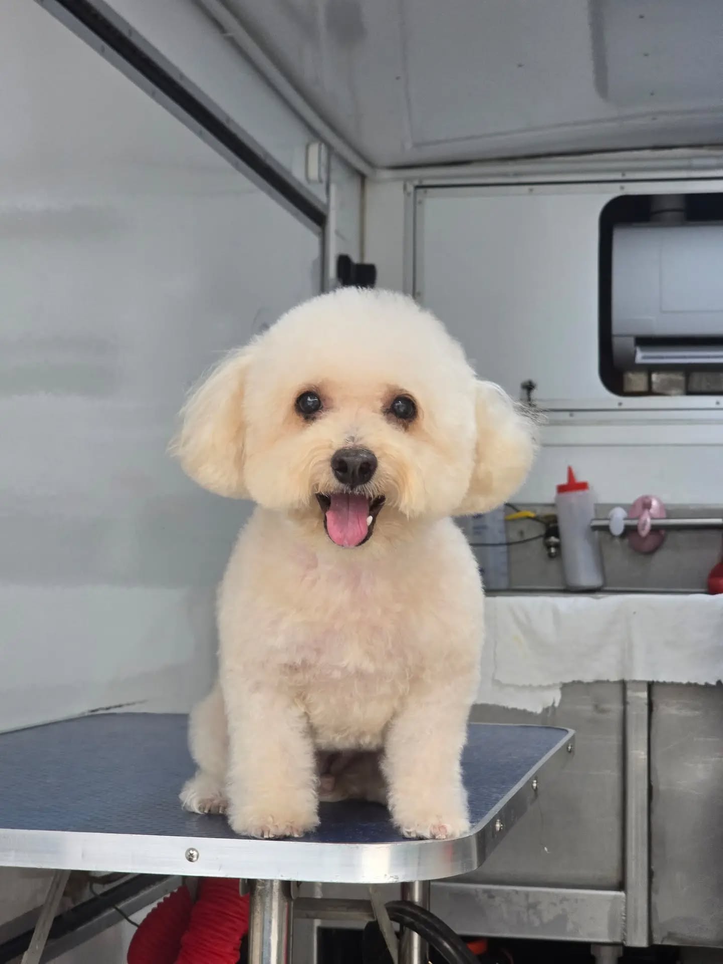 Saving You Time, Keeping Pets Happy. 😊
-
-
-
-
-
-
-
#PetsMan #petmobilegrooming #doortodoorservice🚗🏡 #petlovers #petgrooming petslove petsgroomer petsgroomingPetsMan 🛁🐶🐱
📍Service Area : KL / KLANG VALLEY AREA
Feel free to DM us for more info !
WhatsApp us for appointment 0175233811 ☎️