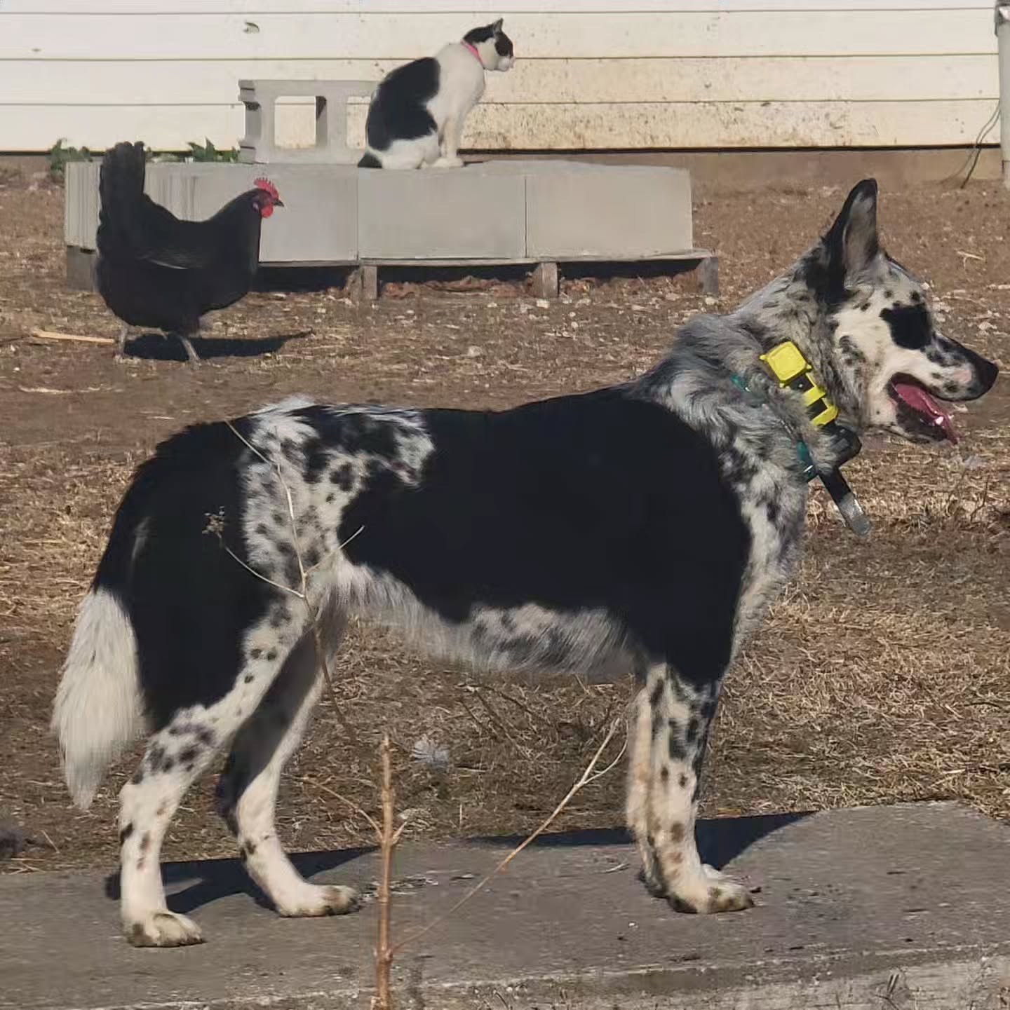 A PSA: Guide to Good (and bad) Dog Trainers
In light of recent events, and a few posts I've seen, I thought it would be useful to outline a few criterion to recognize a good dog trainer from a bad trainer.
This is pulled from my blog:
https://www.downtowndoginthecountry.com/post/aita-or-is-my-dog-trainer
(Warning, there are <cusses> in the original post)
---------------------------------------
🚩Red flags🚩
🚩Your dog trainer requires a significant upfront monetary contribution just to talk to them.
Plenty of trainers require a small consultation fee, but it shouldn't be the cost of a set of private lessons or a group class elsewhere. Typically what will happen here is the trainer will refuse to work with the dog for (x reasons) and pocket the consultation fee, under no obligation to do anything with you.
🚩Your dog trainer doesn't freely answer questions and avoids contacts
This is in direct contradiction to their job. Their job is to answer questions.
🚩Your dog trainer won't let you see where the dogs are kept
This is a big red flag, anyody keeping care of your animals should be transparent about where and how they're kept, and should field questions about their care very easily.
🚩Your dog trainer blames you or your dog for your lack of progress even though you have done your homework and followed their instructions
A favorite tactic is gaslighting you on how hard you've worked and claiming you aren't doing things correctly. A good way to recognize if this is happening is that the dog trainer cannot handle your dog either when they have their hands to the leash.
🚩The dog trainer won't handle your dog and also won't instruct you with great detail how to handle your dog repeatedly
Dog training is a physical skill. You should see real evidence of your trainer's skill with your dog and their dogs.
🚩The dog trainer can't or won't explain why they want you to do things a certain way. "Because I said so" isn't an acceptable reason.
Good dog training is comparable to a martial art and has a process, direction, and method that is replicable - thus it is science. You should be able to visibly see this in your trainer!