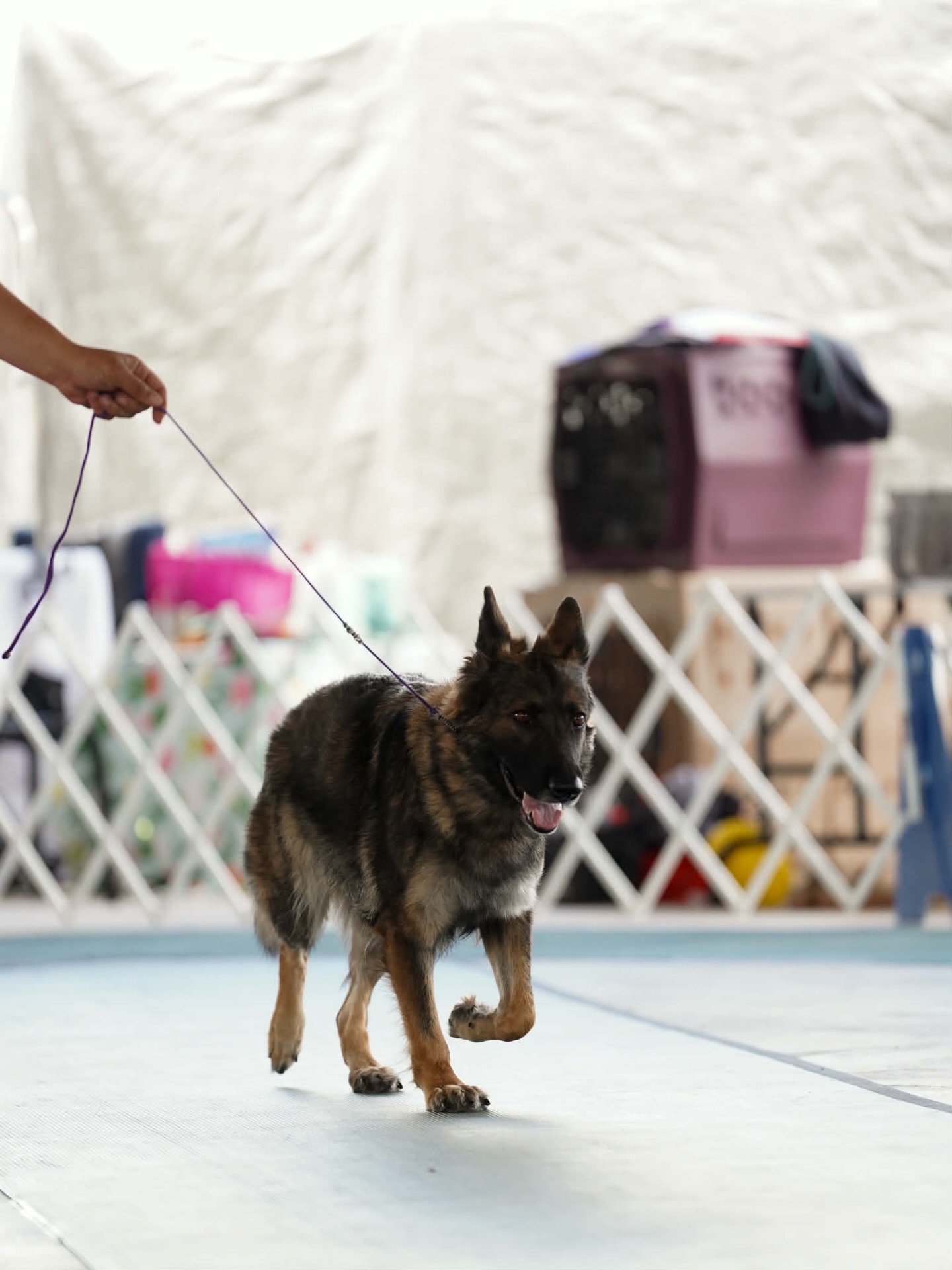 What a busy last month!
From showing to trialing my head has been spinning this last couple of weeks
Kaiju had a fantastic UKC show weekend and earned 2 Group 2’s under Tony Raposo and Matthew Proctor!
OH Group Placing UBIS UCH IntCH IntBA Hershel’s Destroyah BCAT ATT FDC AKC Major PTD
Bred by: Aviva Mordetsky
Co-owned by: Myself and Sami Morales
Atara got to step in the show ring as well! She also passed her GSDCA temp test last month.
UKC Ptd Obey the Crown vom Gremelhaus BH/VT, CGC, DJ, BCAT, **TC**
Bred by: MelloDee Middleton
Owned by me
Photos by Chenyia McCamey
•
•
#belgianmalinois #malinois #germanshepherd #ukc #sportdog