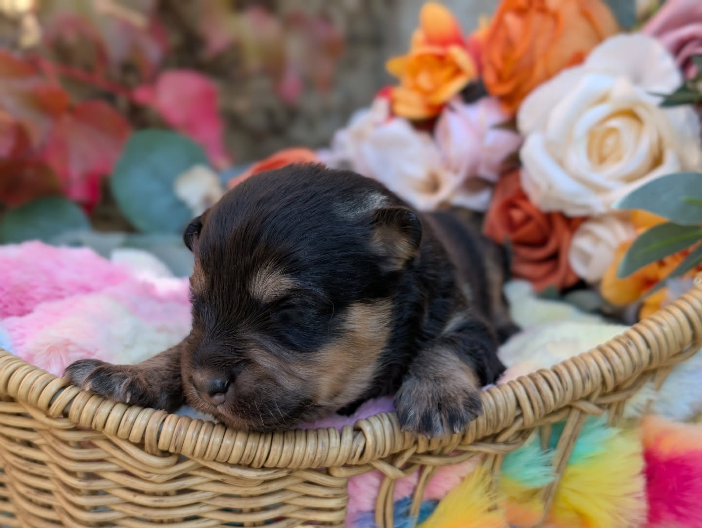 10 days old and our eyes are starting to open 🍯
Our Winnie the Pooh babies are thriving under the careful care from mumma Glitter 🌟