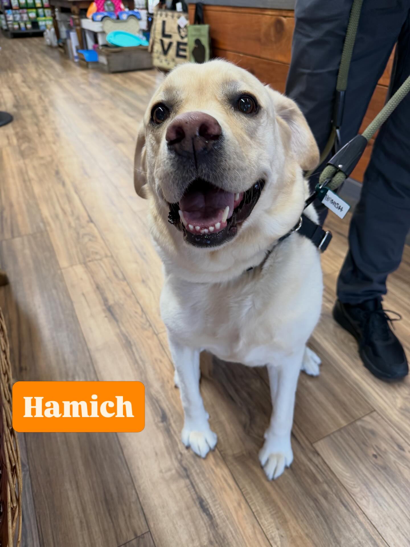 Hamish is celebrating 6yrs and is described as โStill a wild childโ ๐ค he will share @boscoandroxys cookies and @buckboneorganics Venison Jerky with fur friends. ๐๐ฅณ
#golocalsoco #pawspups #birthdaydogsofinstagram
