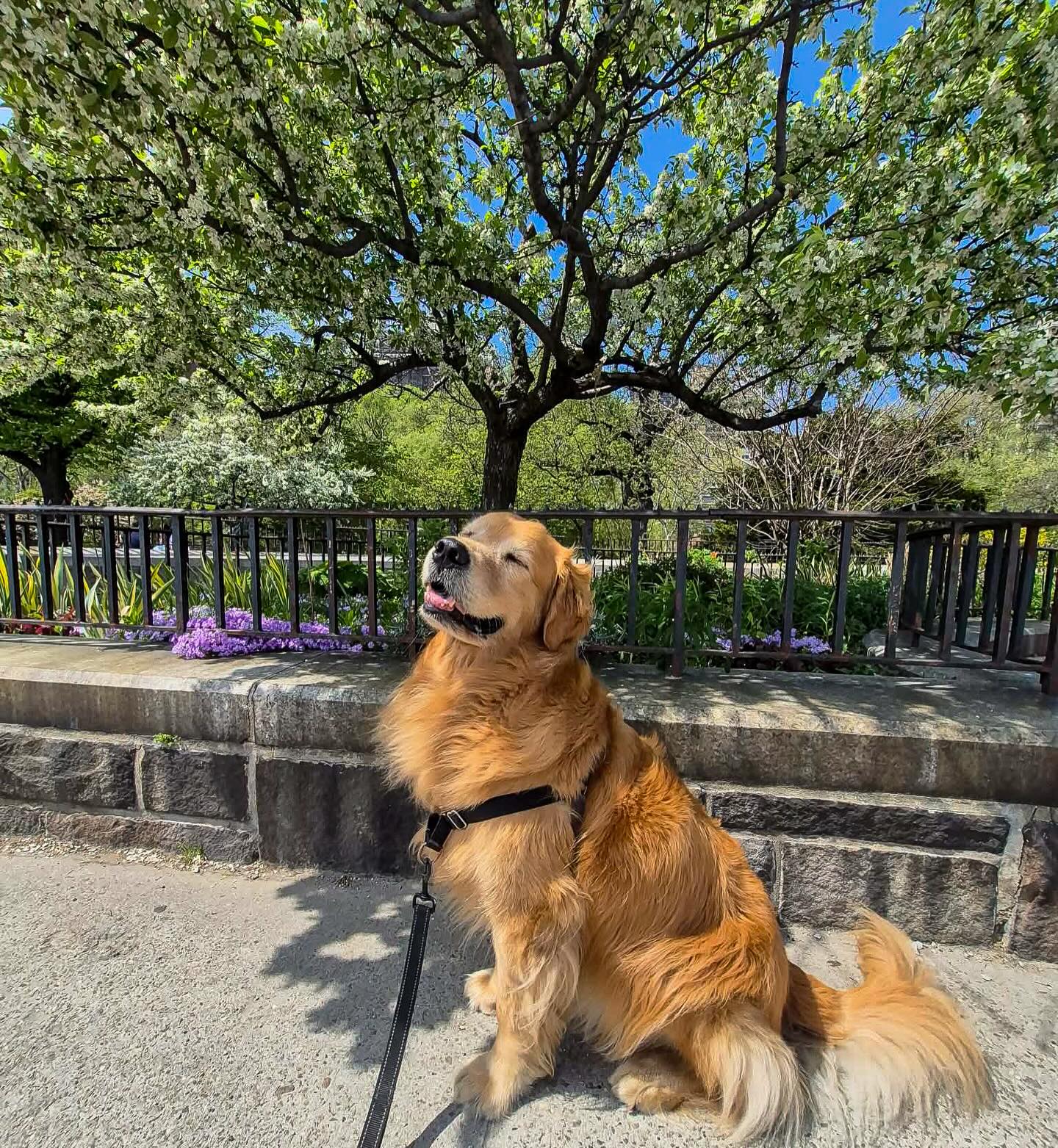 Warning: may cause instant smiles 💛
#dogsofallboroughs #goldenretrieverworld #dogsofues #goldenretrieverlovers #goldenlove