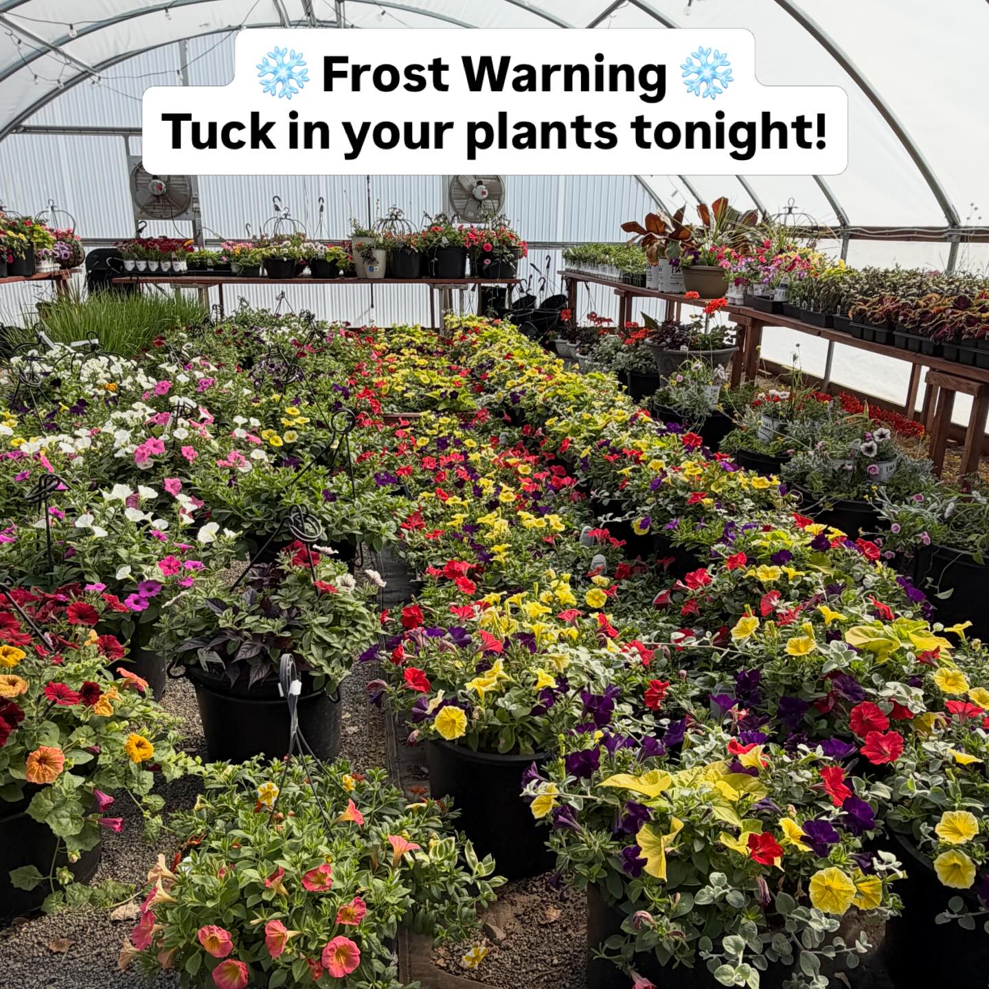 ❄️ Frost warning tonight Columbia Basin! ❄️ Protect your fragile and warm season babies from getting chilly. 🪴 Bring potted or tender plants inside or cover them with a blanket tonight!
.
.
.
.
.
#royalcitywa #columbiabasin #grantcounty #springfrost