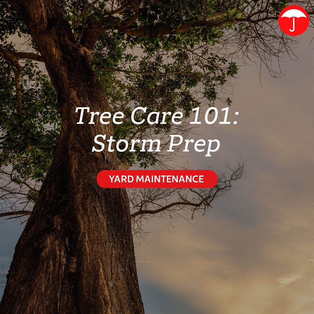 Storms can make trees risky! Check for dead limbs, leaning trunks, hollow spots, and pests. Prune and care for trees to keep them strong and protect your home and family. #TreeCare #StormSafety #HomeProtection
