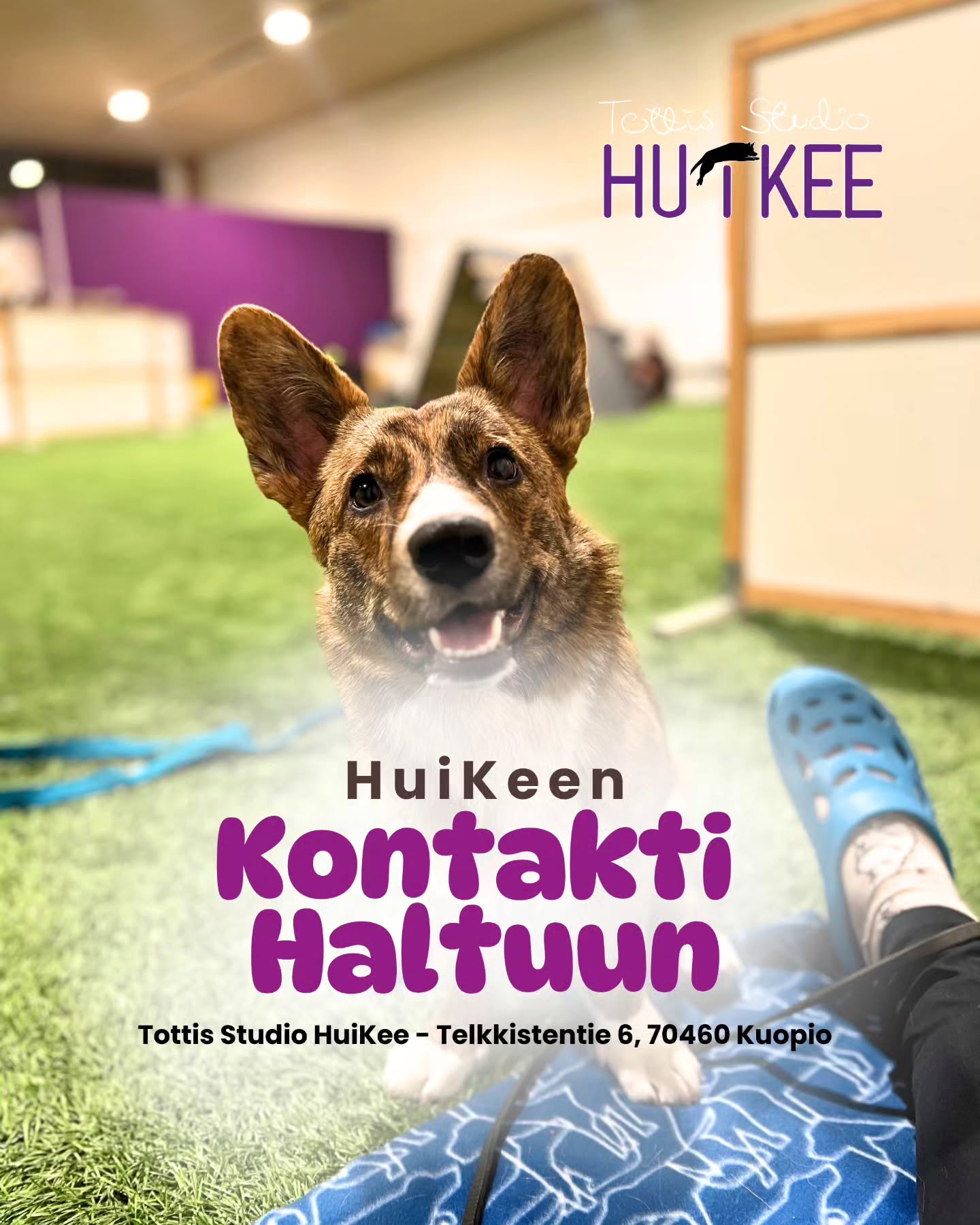 ✨️ HuiKeen Kontakti Haltuun ✨️
Rauhaa, hallintaa ja varmuutta haastaviin tilanteisiin.
💜 TOUKOKUUSSA 2 RYHMÄÄ
▫️ 4 kerran kurssit, hinta 115€
▫️ HuiKeen hallilla Kuopion Kelloniemessä Telkkistentie 6, 70460 Kuopio
🔹️ Torstaisin klo.20-21 7.5 alkaen
- Ohjaa Sofia @tmisofiamartikainen
🔹 Sunnuntaisin klo 15-16 10.5 alkaen.
- Ohjaaja @koirapalvelulojaali
🔹️ Ilmoittaudu mukaan
www.tottisstudiohuikee.fi
Kontakti Haltuun kurssi on suunniteltu koirille, jotka kokevat ympäristön ärsykkeet voimakkaasti — oli kyse sitten muista koirista, ihmisistä, liikkuvista asioista tai äkillisistä tilanteista. Kurssi tarjoaa turvallisen, hallitun ja asiantuntevan ympäristön, jossa koira voi oppia uusia taitoja ja omistaja saa käytännön työkaluja arjen haastavimpiin hetkiin.
Kurssilla keskitytään taitoihin, jotka rakentavat koiralle turvaa, hallinnan tunnetta ja kykyä selviytyä häiriöistä ilman suurta kuormitusta. Opetamme koiraa säätelemään reaktioitaan ja tekemään parempia valintoja myös vaikeissa ympäristöissä.
Kurssin tavoitteena ei ole ”poistaa reaktiivisuutta”, vaan auttaa koiraa oppimaan tapoja, joilla se voi toimia paremmin ja tuntea olonsa turvallisemmaksi. Kun koiran tunnetilaan vaikutetaan myötätuntoisesti ja sen taitoja rakennetaan johdonmukaisesti, arki alkaa muuttua.
Pienistä edistysaskeleista kasvaa suuria oivalluksia — sekä koiralle että omistajalle.
Lämpimästi tervetuloa mukaan! ❤️✨️
--------‐---------------
✨️ HuiKeen HarrastusPolku ✨️
~ Pohjataidoista kisakentille - yksilöllisesti ja varmasti ~
HuiKee HarrastusPolku on suunniteltu koirakoille, jotka haluavat rakentaa harrastamista pitkäjänteisesti, koiralähtöisesti ja tavoitteellisesti. Kurssit muodostavat selkeän etenemisen aina perustyöskentelystä lajikohtaiseen treeniin ja kilpailuvalmiuteen asti.
HuiKeella uskomme, että vahva pohja on kaiken tekemisen ydin: motivaatio, yhteistyö, selkeä kommunikaatio ja koiran tunnetilan huomioiminen. Kun nämä ovat kunnossa, harrastaminen on sujuvaa, kehittävää ja ennen kaikkea hauskaa!
HarrastusPolkuun pääset tutustumaan lisää kotisivuiltamme!
#tottisstudiohuikee #koirankoulutus #koirakoulukuopio #Kuopio #koirahalliKuopio