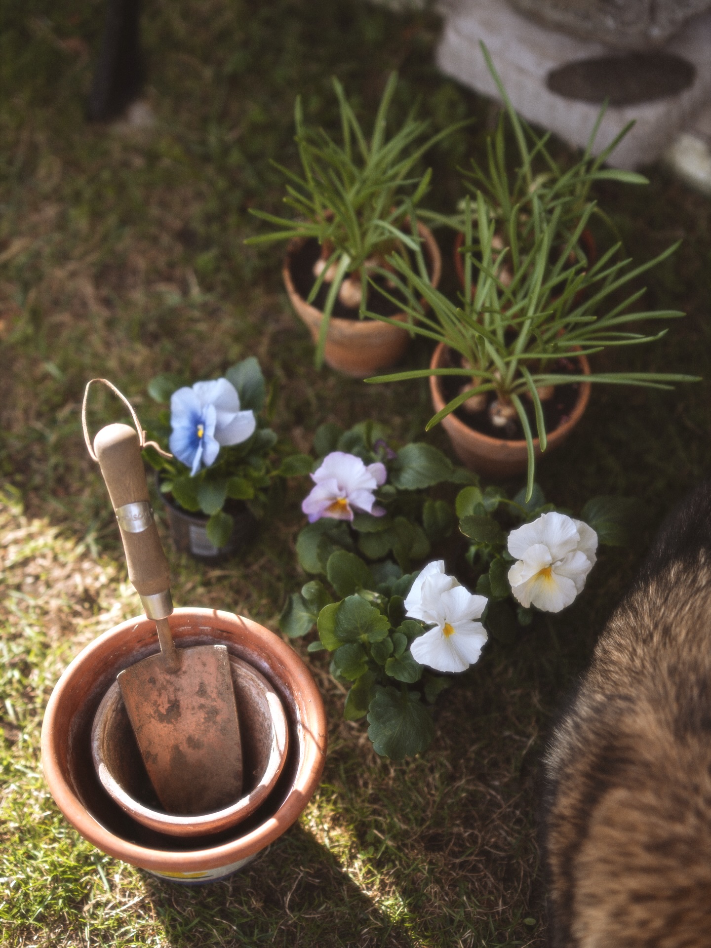 The start of garden life, finally! 🌞
Here’s my week in pictures, including some early morning birdwatching, the first pot of tea in the garden (heavenly linden blossom by @bonobo_cosmetics), and little signs of spring appearing every day.
It’s been a beautiful week.
The days feel long now. The sun rises at 5.55am, and I struggle to wake up on time, even though I try every day. :)
I spotted a robin in our garden for the first time ever. I knew they live here in Estonia too, but I had never come across one before. There’s a saying in England, ‘when robins appear, loved ones are near,’ and seeing one right outside our window definitely felt like a sign.
And there was a bear sighting in our nearest town. Someone spotted it on their way to work early in the morning. I feel so terribly sorry for animals with their habitats being destroyed, and I wish there was something I could do to help.
That’s all for the moment. I’m in a bit of a rush, heading to pick up my love who I haven’t seen in a month!
I hope you had a good week and can enjoy a lovely, quiet Sunday today 🤍