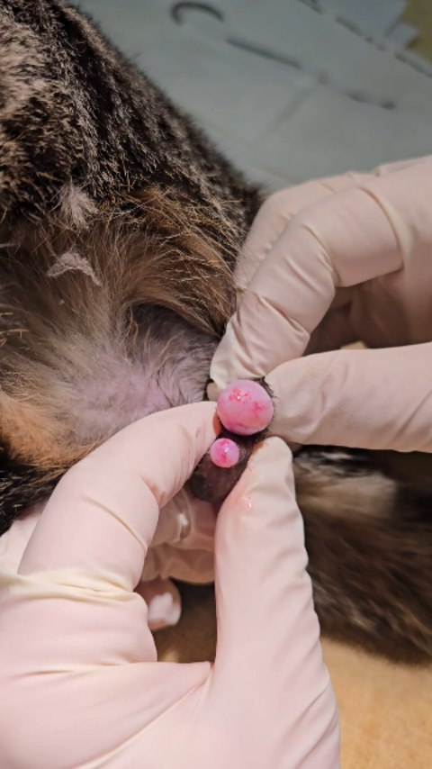 War and Testicles, what are they good for?
Aboslutely nothing. Get them outta here.
Professional castrators, ready to rid the world of toxic testosterone in animals and beyond. Keep your scalpels handy, ladies.
#veterinarian #war #catsofinstagram #spayandneuter