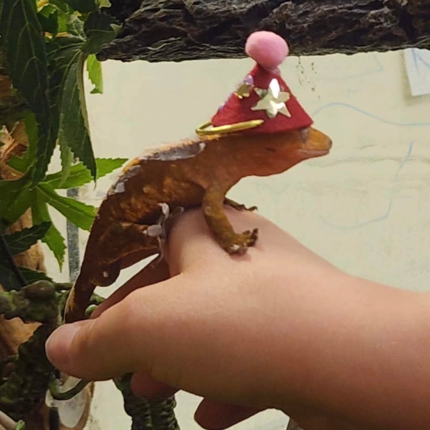 🎉Happy bday to a beloved member of Haysboro's community, Echo the Gecko! 🎂 Party hats, cards and cri-cake made with love from the children and educators ❤️
@petsintheclassroom