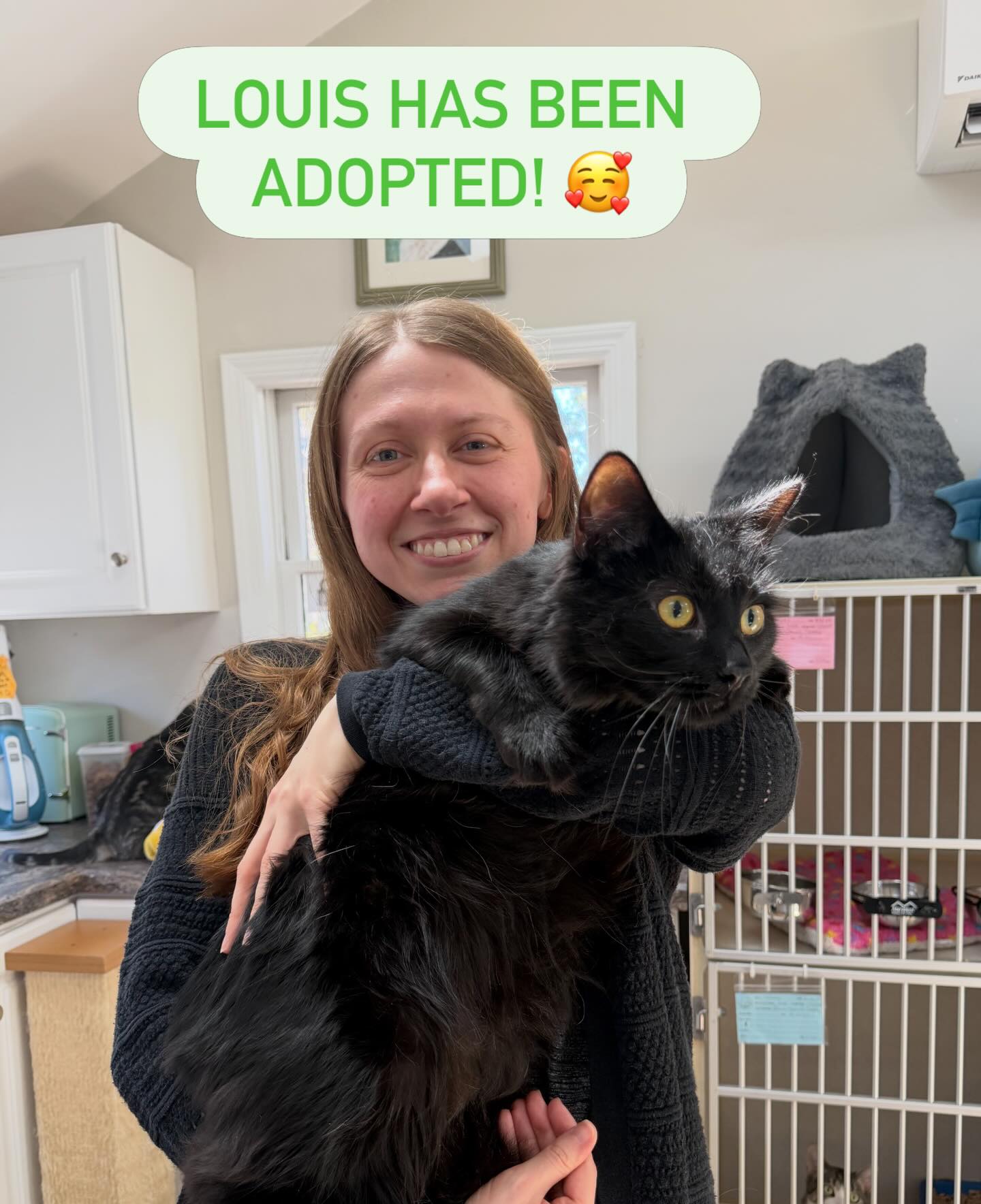 After many months of waiting, our lover boy Louis was adopted yesterday! We are so happy for him and his new mom, and he will have a kitty sibling to play with 😸 Thank you to our adopters 💙 #animalsindistressnj #adoptablecats #cats #mercercountynj #adoptme
