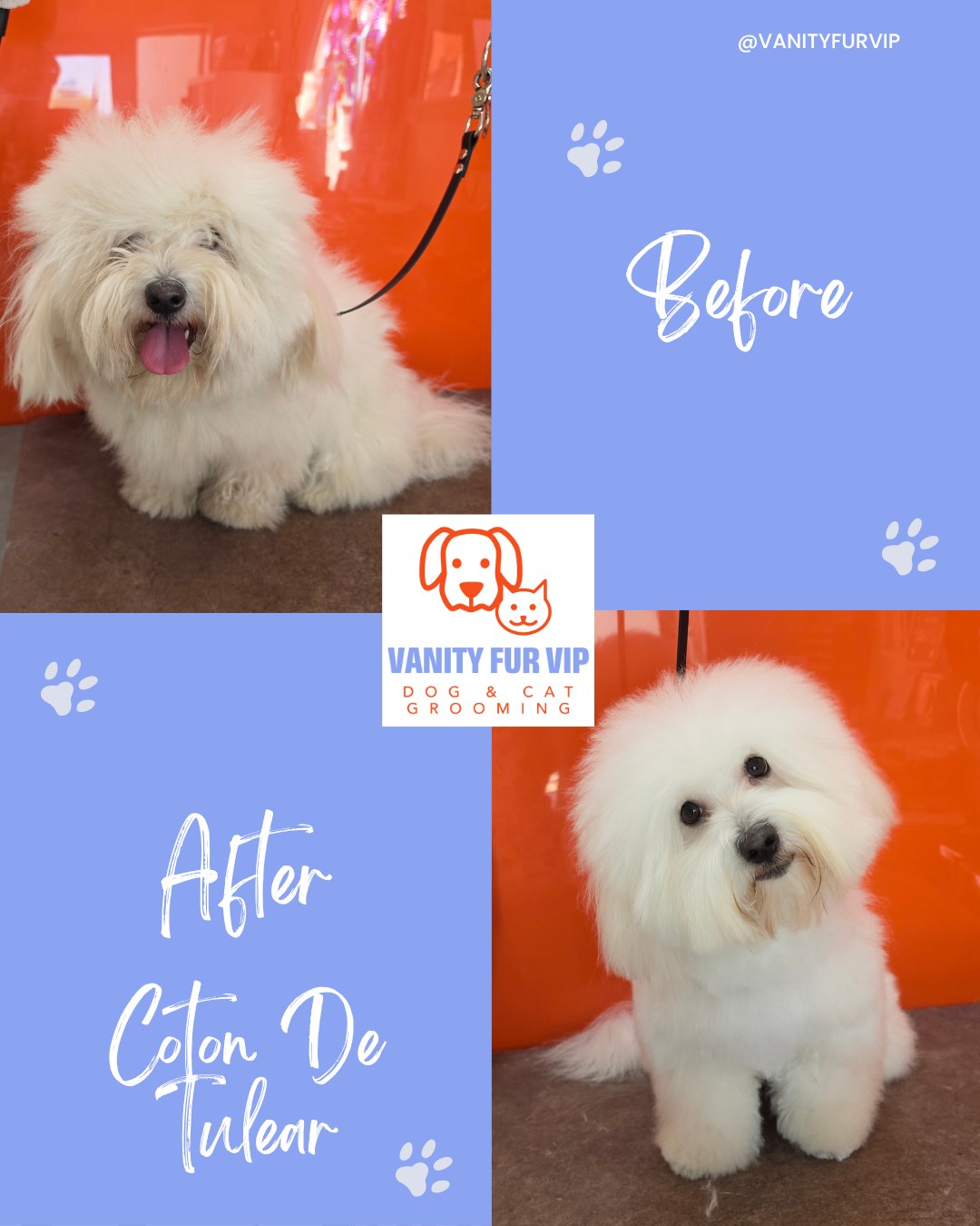 🧡 A little before-and-after from my work...his first visit🧡
This little Coton de Tulear came in for his first groom with me, and his owner said something straight away that set the tone…“Please don’t make him look like a Bichon.”
And honestly that matters more than people realise. When he arrived, his coat was exactly what you’d expect for his breed soft, light, that slightly cotton-wool texture that looks beautiful and fluffy but can tangle so easily if it’s not handled properly.
There were a few tangles to work through first nothing major, just enough that they needed to be taken out carefully before moving on.
He was such a good boy throughout the groom. The only part he wasn’t keen on was the noisy dryer. So I switched to a quieter dryer instead and carried on in a way he was comfortable with. Sometimes it’s those small adjustments that make the biggest difference. Once the coat was fully prepped, I could move on to the salon trim.
And this is where it’s easy to get it wrong with this breed because if you over-shape or round the head too much, you lose that natural look and suddenly they resemble something completely different. So I kept everything in balance with his coat type:
✨ soft, flowing finish
✨ natural shape
✨ tidy, but not overdone
By the time he left, he didn’t look transformed into something else. He just looked like a well-groomed Coton de Tulear, which is exactly what his owner wanted. He was such a lovely boy to work with from start to finish.
📩 If you want your dog groomed in a way that suits their breed and them as an individual, it’s always worth having that conversation so send me a message or give me a call.
Love,
Melanie @ Vanity Fur VIP x
#vanityfurvip #CotonDeTulear #DogGroomingUK #SalonTrim #NorthYorkshireDogs