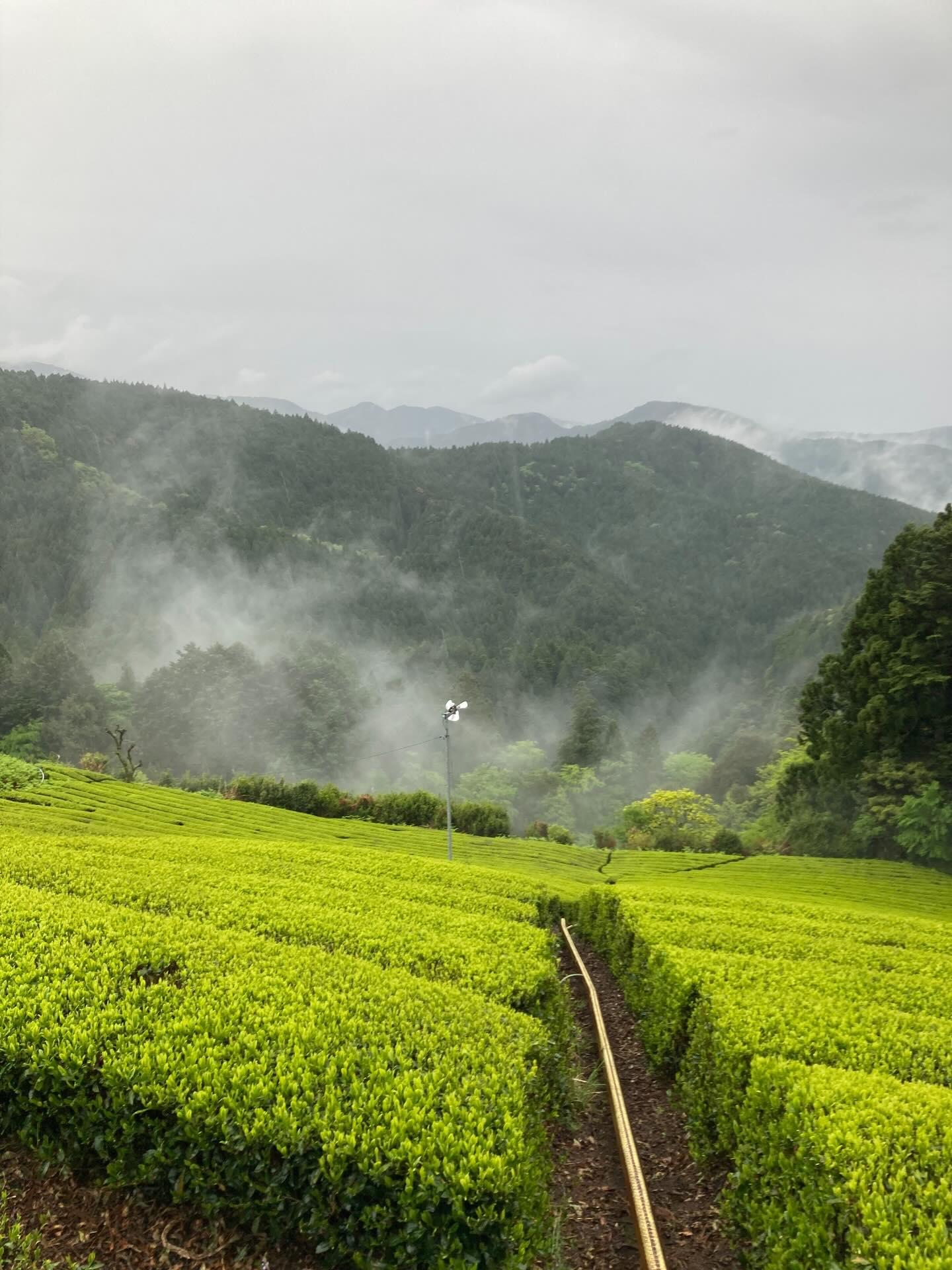 2026.4.23
雨☂️と霧に包まれた茶園。
なんとなく落ち着きます。
今まで通りにはいかない大変革期を迎える茶業界ですが、
美味しいお茶を作ることに変わりはないです。
今年の新茶もよろしくお願いいたします。
いよいよ始まります。
#新茶2026