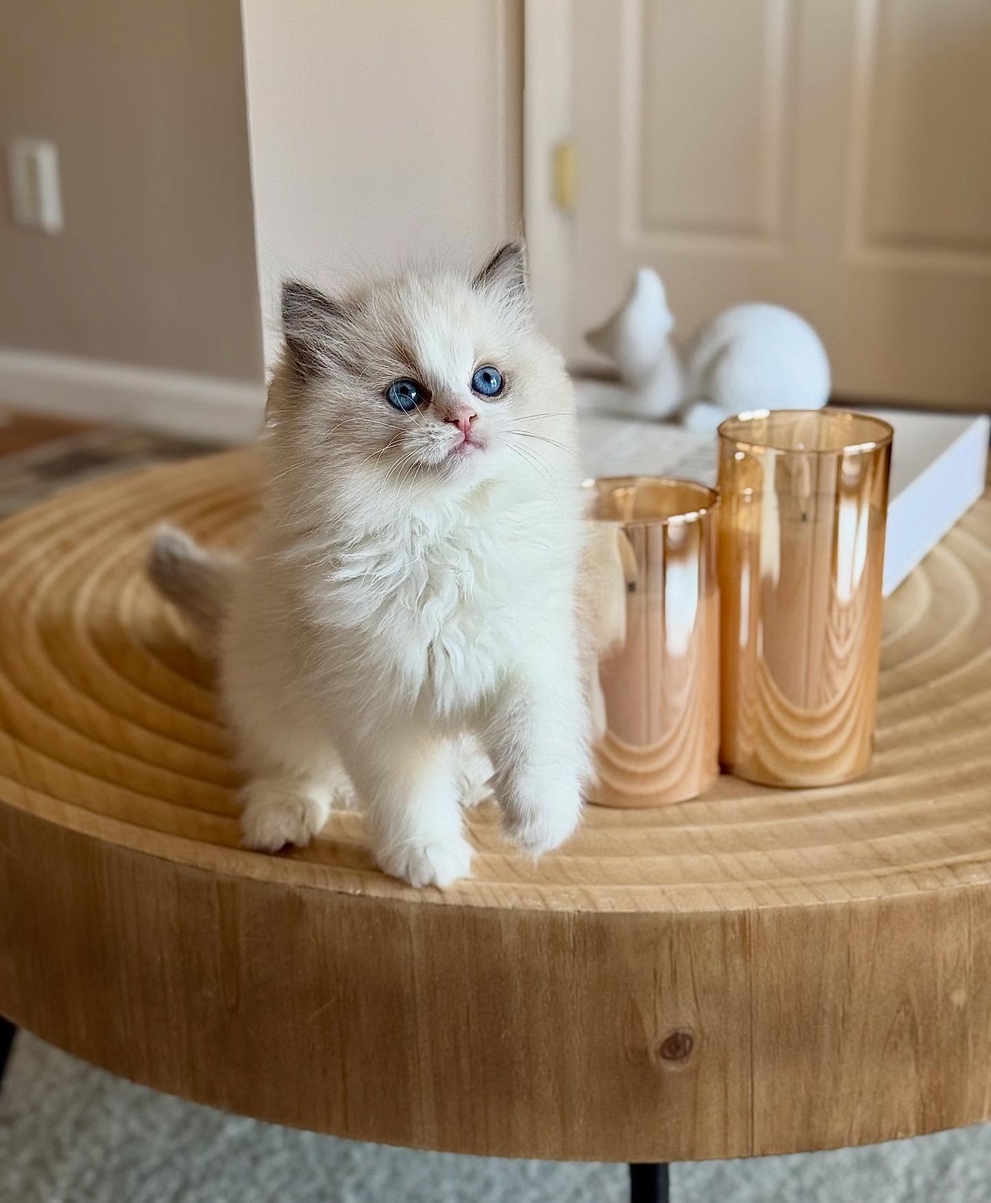 The prettiest Rose ❣️
•
•
•
•
•
•
•
•
•
•
#kitten
#ragdollkitten
#cats_of_instagram
#cats
#kittenoftheday