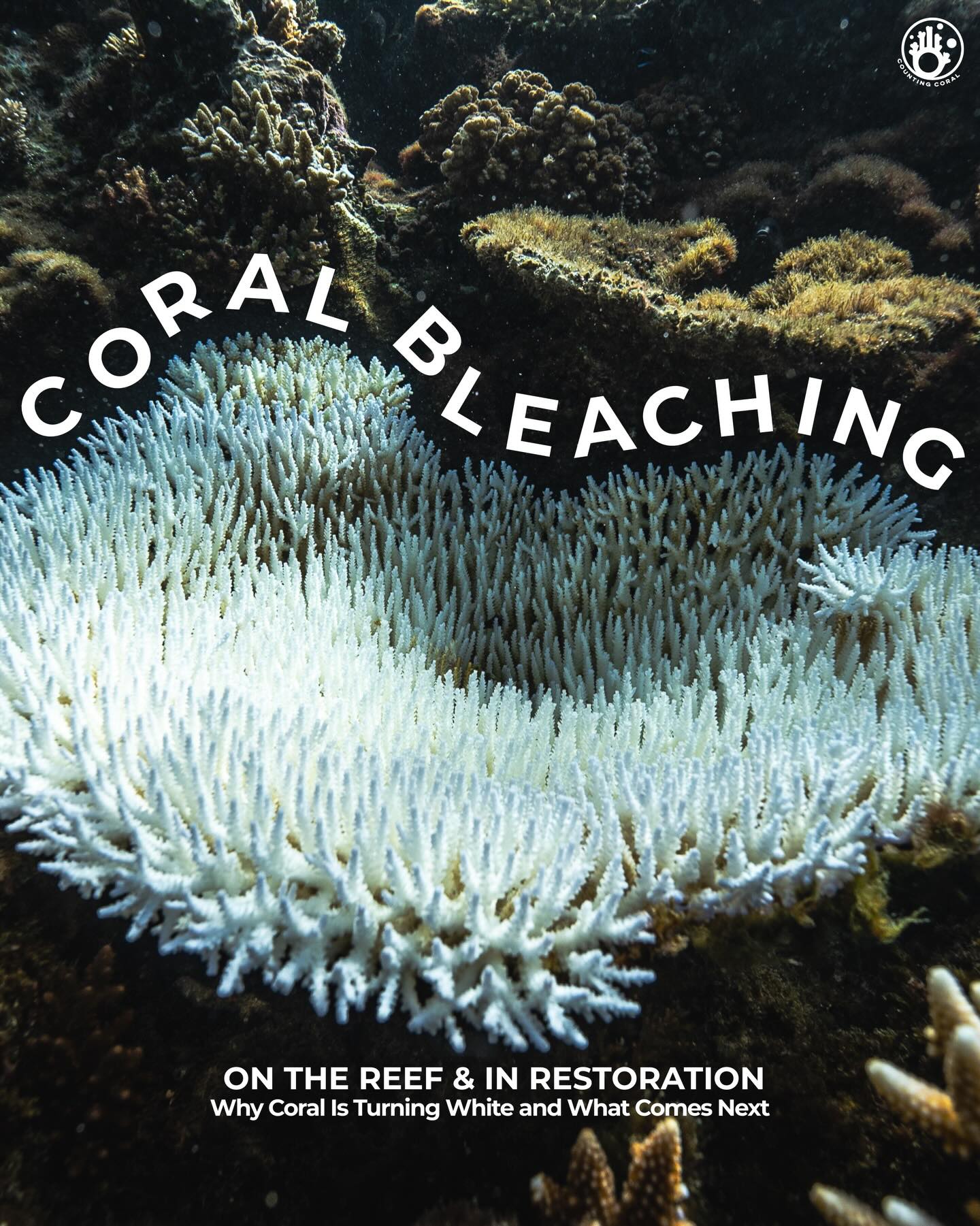 Coral bleaching can take over natural reefs, as well as restoration systems. Learn how we address it and what it means for our work. Click the link in our bio to donate and support the mission.