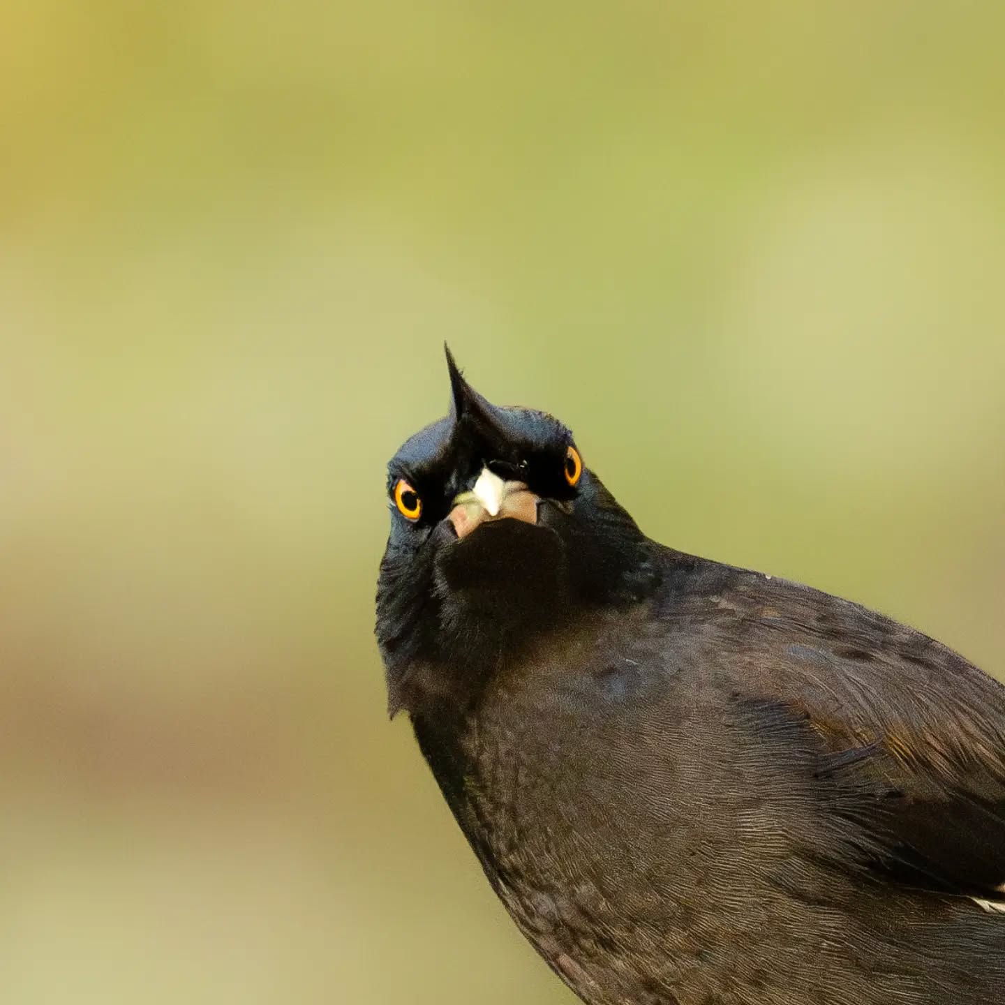 "You looking at me ?"
Chinese Starling Hong Kong
@aneyefordetails
#bird #birds #birdphotography #birdsofinstagram #nikon
