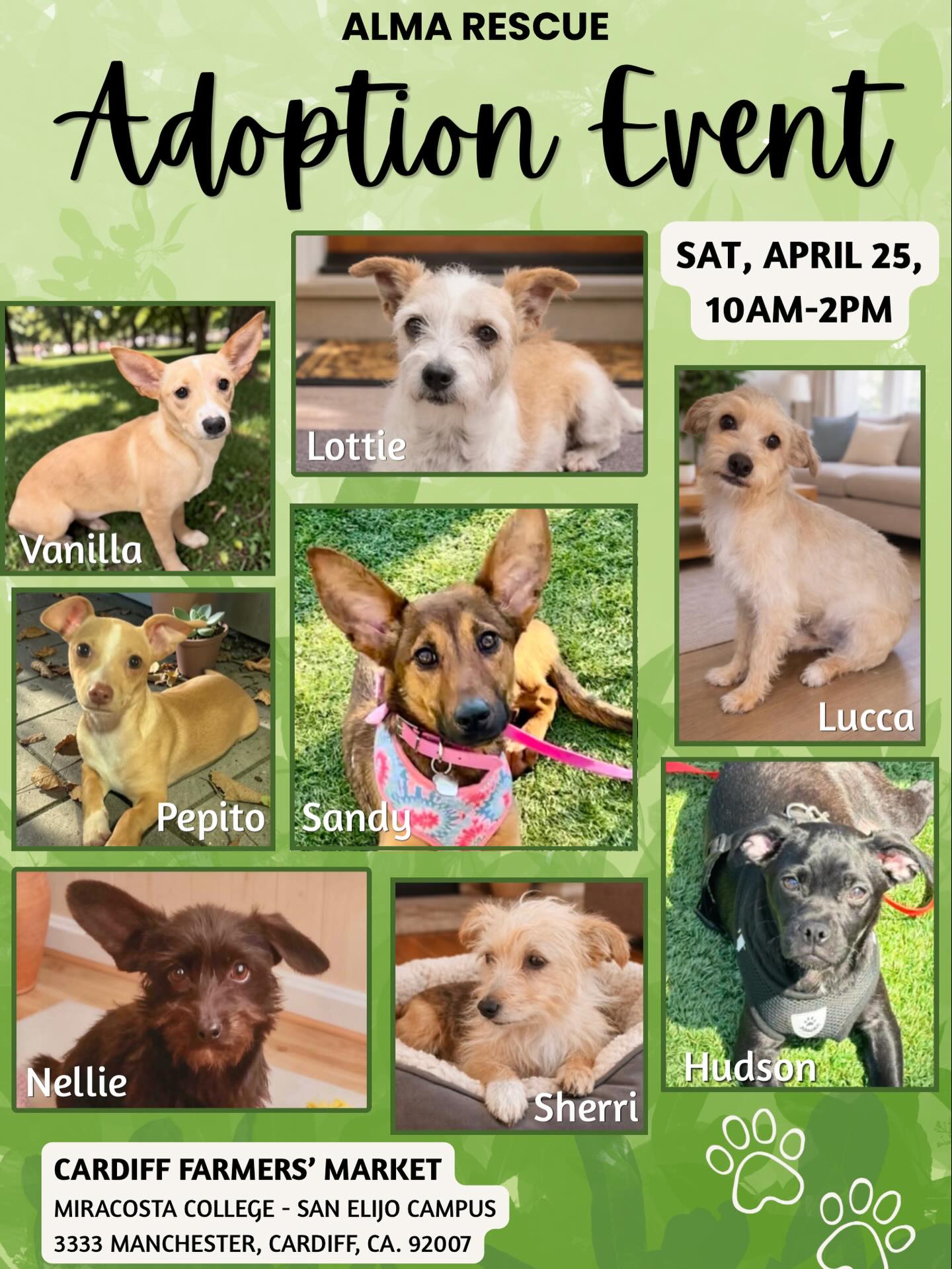So many adorable new faces will be at this Saturday's ADOPTION EVENT at @cardiff_farmers_market
Hope to see you there! π