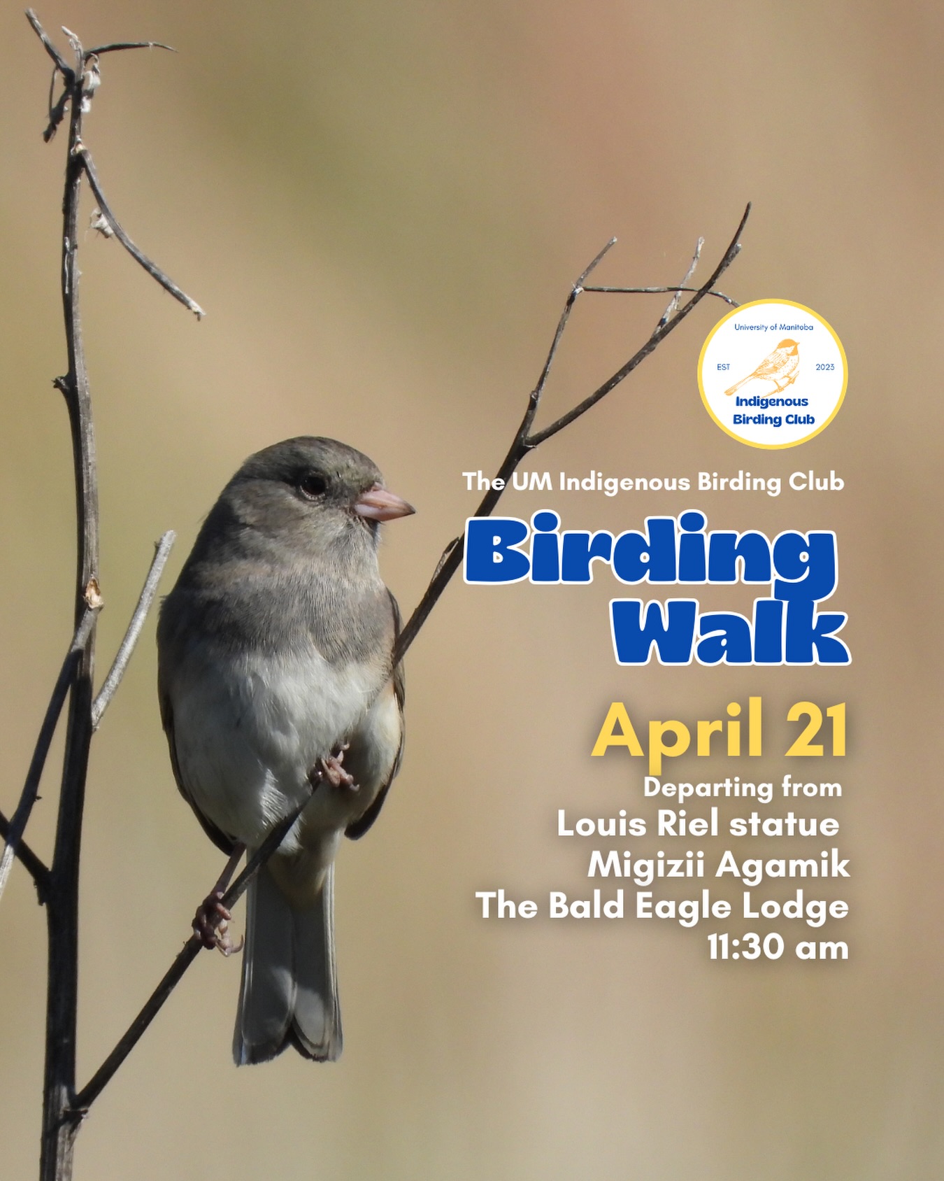 Join us for a relaxed, 1.5-hour birding walk that begins at Migizii Agamik – Bald Eagle Lodge. We will gather at 11:20 a.m. by the Louis Riel statue, with the walk starting promptly at 11:30 a.m. The walk will take us to King’s Park, or another nearby location, at a leisurely pace, allowing us to enjoy our feathered relatives in the green spaces on and near campus.
These walks are open to BIPOC (Black, Indigenous, and People of Colour) folks and allies who share our belief that birding is for everyone, regardless of experience. Whether you’re new to birding or a seasoned enthusiast, we welcome you to join. Just dress for the weather and be sure to bring sunscreen and water. If you don’t have your own binoculars, we have some available to borrow.
Our walks are an opportunity to connect with nature, build community, and learn from one another in a relaxed and supportive environment. Feel free to participate at your own pace, there’s no need to stay with the group the entire time, and you’re welcome to come and go as you please.
Accessibility Information:
The walk covers a variety of paths, including pavement, grass, dirt, and gravel, with mostly flat terrain and a few gentle slopes.
Washrooms are available approximately halfway along the walk.
If you need assistance or have specific accessibility requirements, please let us know in advance so we can do our best to accommodate you.
Parking:
Please note there is NO free parking on campus M-F from 8:30 a.m. to 4:30 p.m. Parking is available in the Parkade and at metered spaces for a fee.
We look forward to seeing you there!
📷: @justinleerasmussen