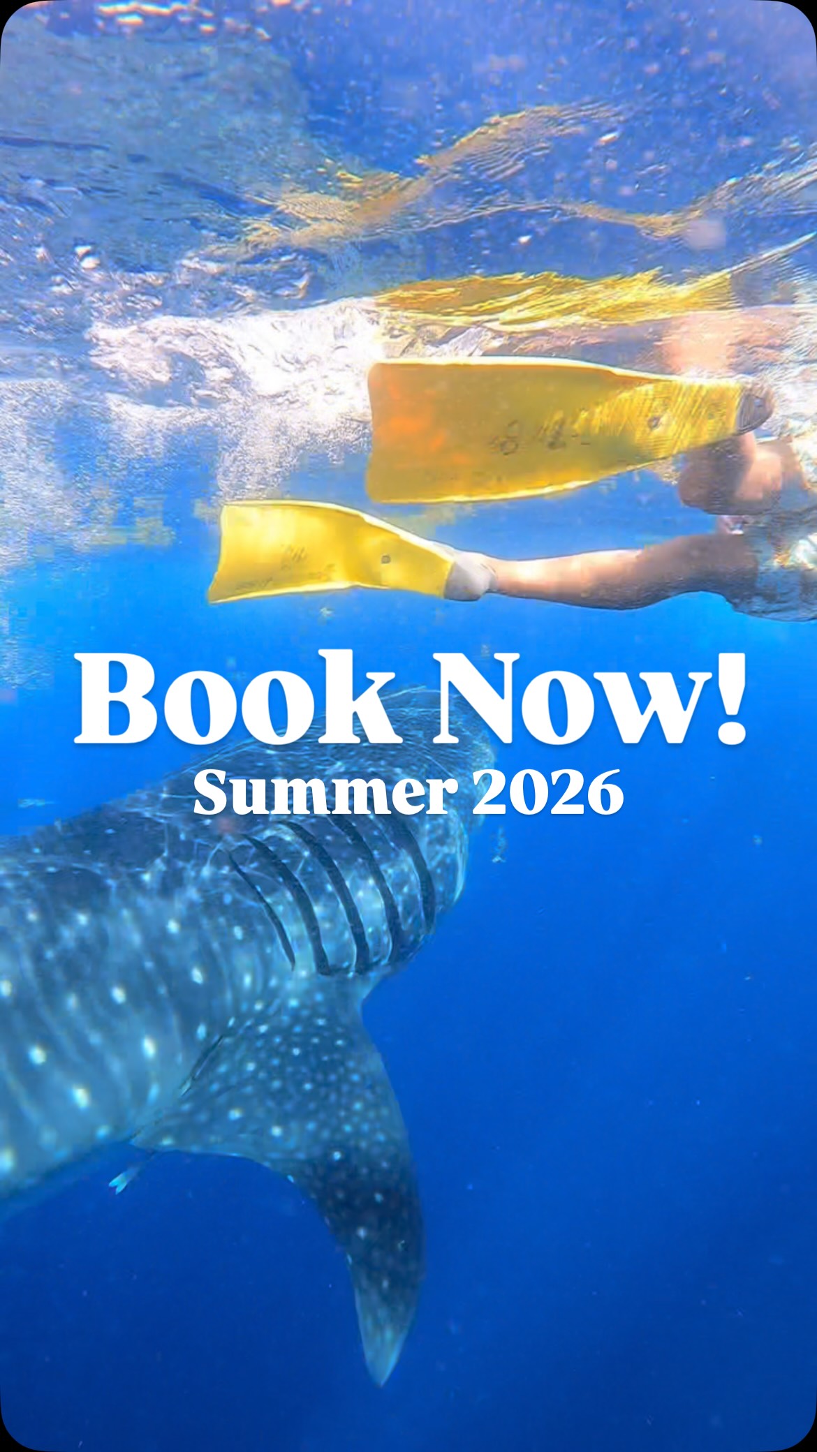 Whale shark season is just around the corner! This is it! Your chance to finally check this amazing adventure off your bucket list!
Book now to reserve your spots for this season!
✔️Certified bilingual guides
✔️Private & shared trips
✔️Light breakfast, lunch & snacks
✔️Snorkel equipment
✔️Photo/video packages available
Book through our DM, website or email.
#WhaleShark
#SwimWithGiants
#OceanAdventure
#MarineLife
#IslaMujeres
