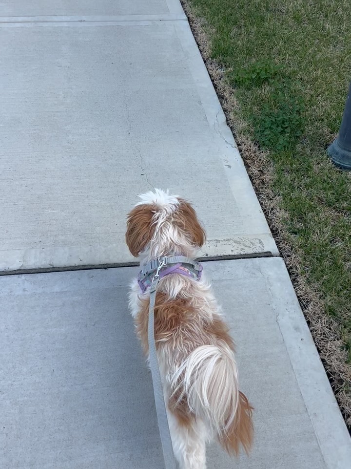 Walking into the weekend withโฆThe Shih Tzu Strut! ๐พโจ
Chattaโs got that Friday energy and weโre here for it. Happy Friday!