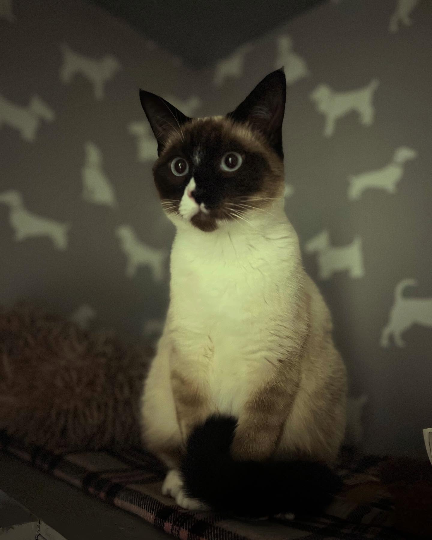 Inky the Ragdoll Kitten has his first stay away from home π he settled so well.
#ragdollcat #ragdollkitten #luxurycattery #gatwickcattery #kittens #catsofinstagram
