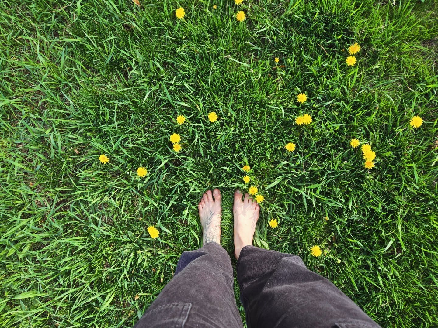 "When most people argue for diversity, very few consider that most of the diversity is located under our feet... Soil is the most important and essential ecosystem linked to every function on the planet" - Nicole Masters, For the Love of Soil
Earth day is about appreciating the layers of life we often walk right over. Bio-diversity in its truest form - celebrating the unseen and the seemingly boring.
Take the humble dandelion 🌼. Behind their golden little petals, they are busy building soil health with their deep taproots that pull nutrients up to the surface. All while serving as a vital first food for our pollinator friends that are just waking up for the season.🐝🙌 And for us? A delicious and nutritious spring snack! 😋
Let's lean into the beauty of the 'un-manicured' and celebrate the hidden heroes of our complex and diverse planet. While the world often values a "clean" lawn and views dandelions as weeds, let's flip that on its head and welcome the wilder edges.
#earthday🌎 #dandilionsareawesome #biodiversity #soil