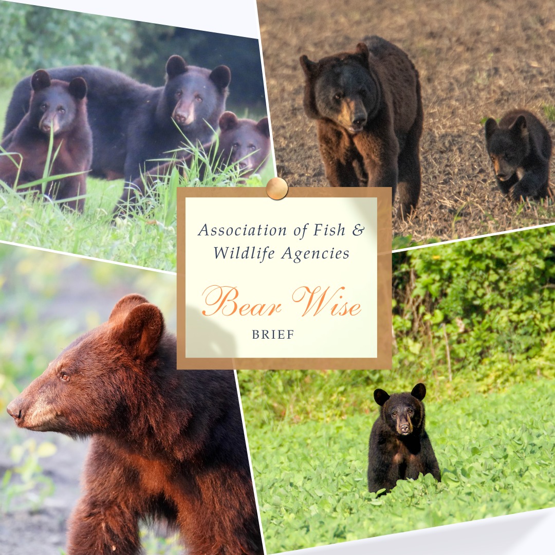 🐻 Black bears are smart, curious, and part of our NC backyard!Learn how to live safely alongside them—download the BearWise Brief today. 📥
https://bearwise.org/download/16723/?tmstv=1776114173
#BearWise #BlackBears #NCWildlife #StayBearWise
@ncwildlife @refugeassociation @outdoor.nc @visitnc
@bebearwise