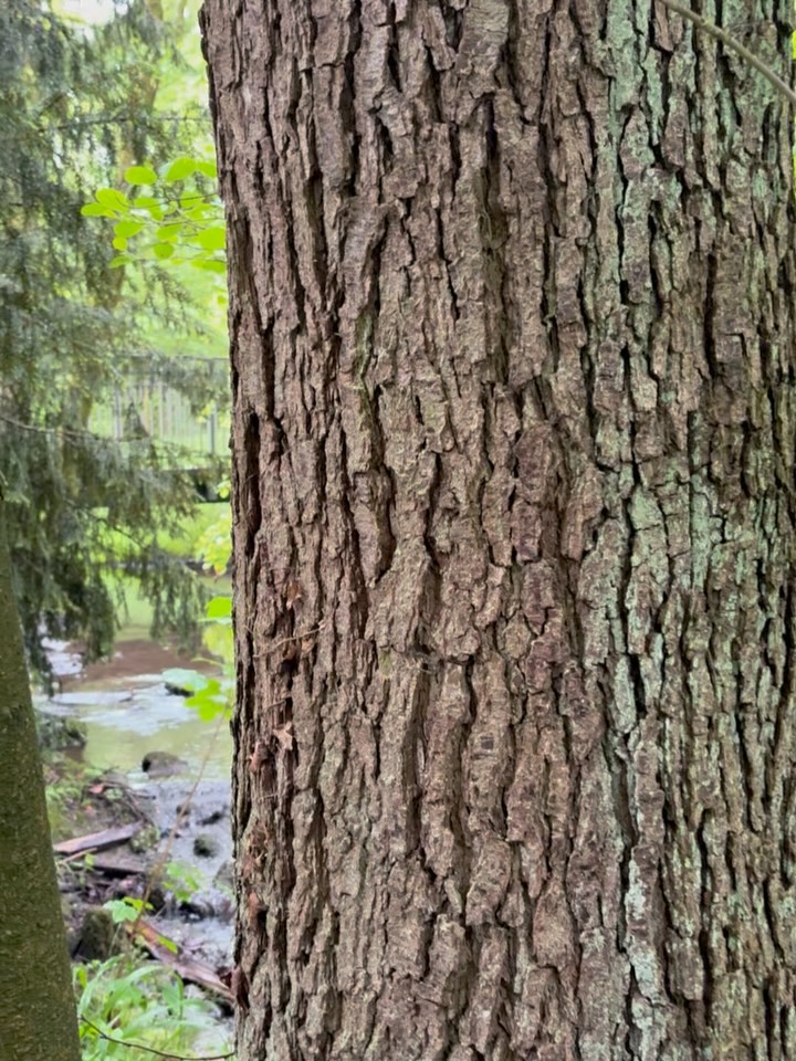 Unser Ausflug am Mittwoch in der Kurpark in Vlotho haben wir trotz Regen und Hagel genießen können. Wir haben Wasser gepumpt, auf dem Spielplatz gespielt und haben den Bach erkundet. #waldkindergarten #wald