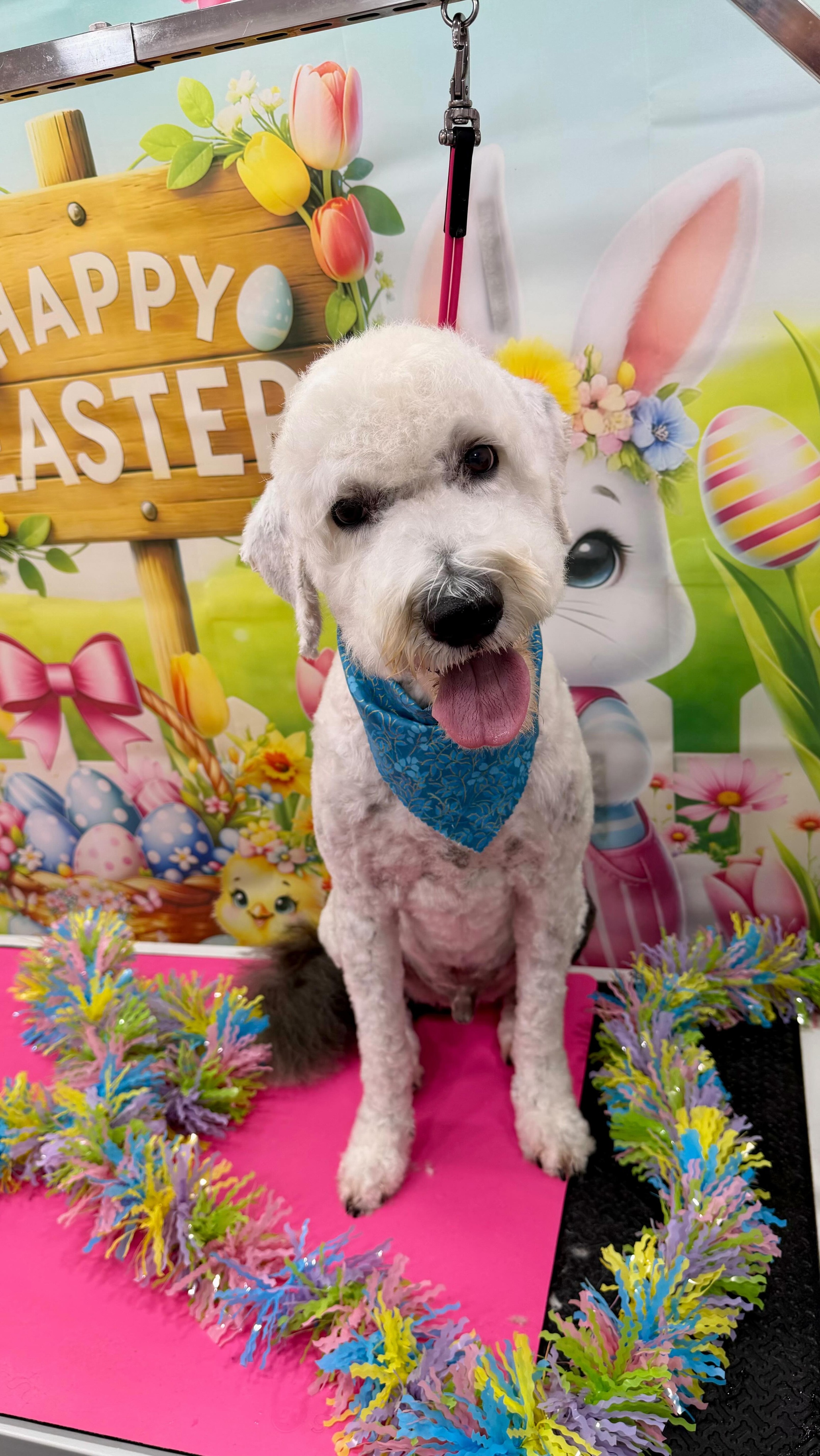 IYKYK… you do not choose the 7, the 7 chooses you ✂️
#doggrooming #groomertok #dogsoftiktok #petgrooming #mobilegrooming