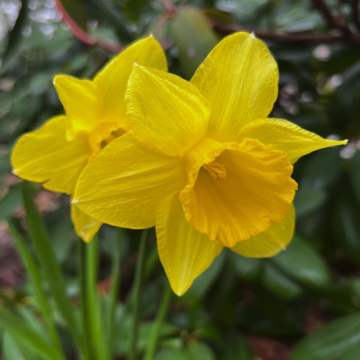 April showers 🌼