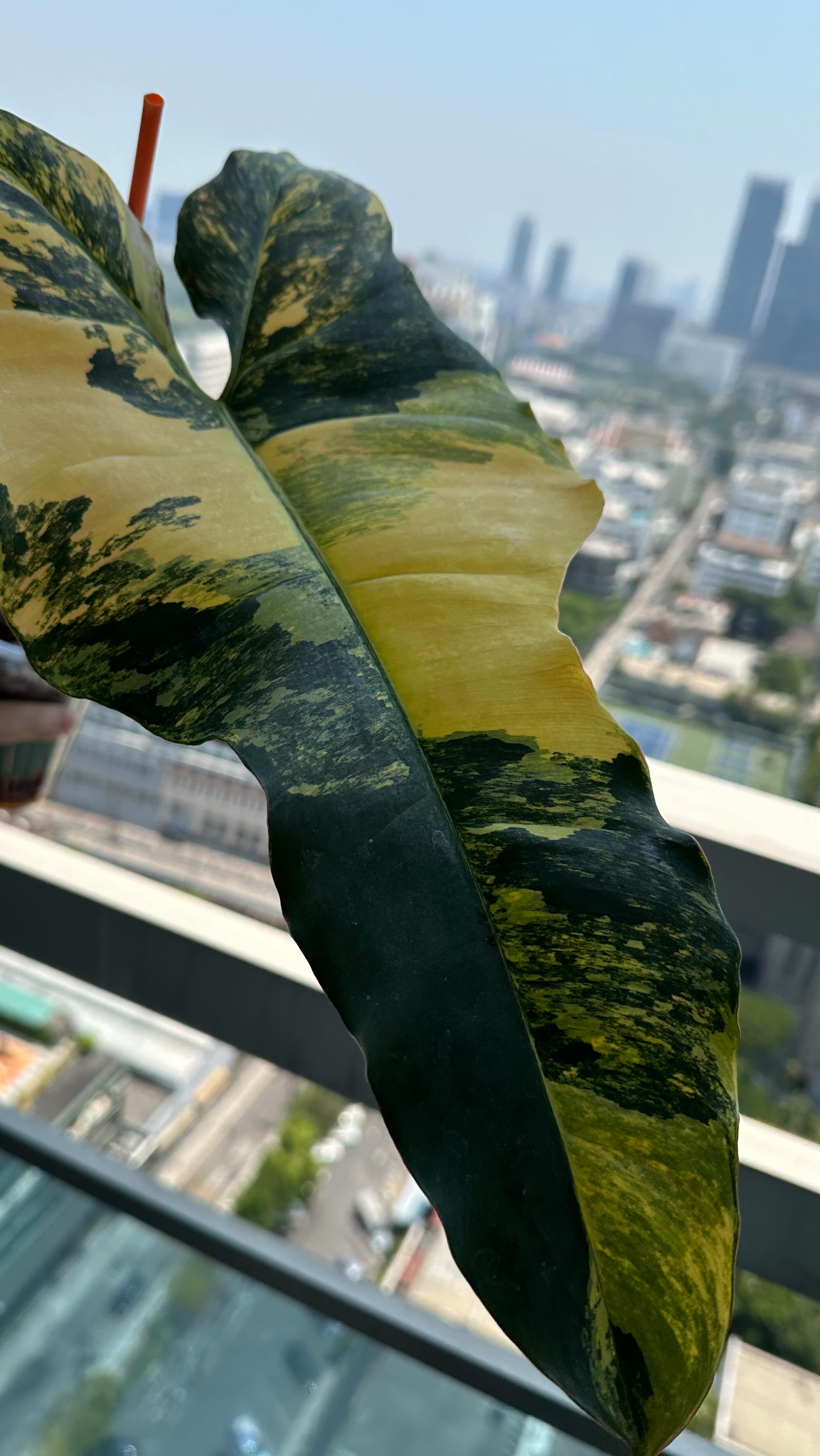 Philodendron Fiora: A rare hybrid hunted for its pink and caramel variegation. For serious plant collectors, hybrids with the luxurious Black Billietiae bloodline are often in high demand.
#philodendronfiora #rareplants #newhybrid