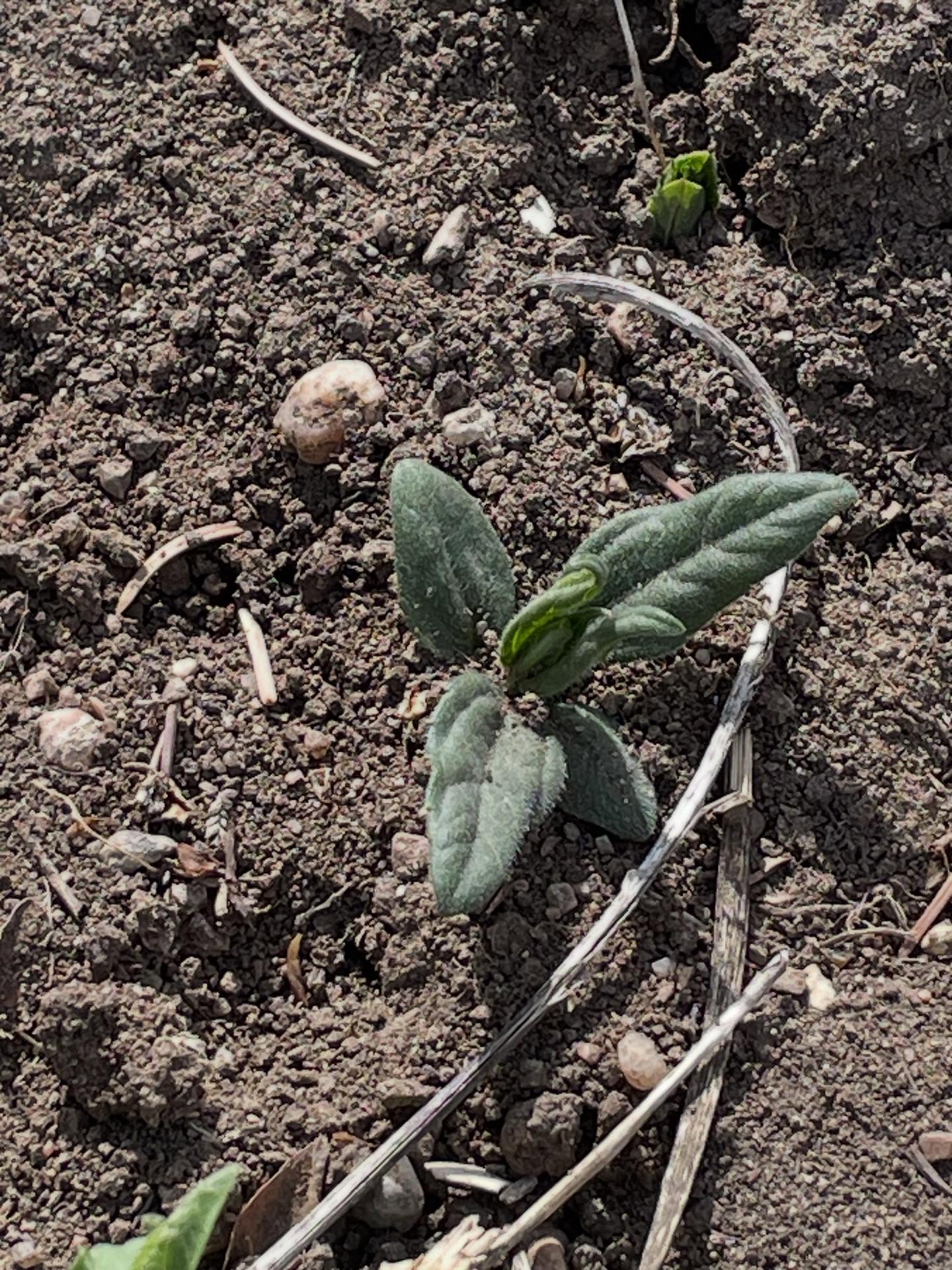 Things are moving very quickly. The perennials and fall planted crops are all coming up. This is the first time I am having to water in April. Usually there is enough precipitation that I don’t have to. Starting to get fields ready, transplants are growing in the greenhouse, and fixing irrigation equipment. We will start planting a lot at the end of the month.